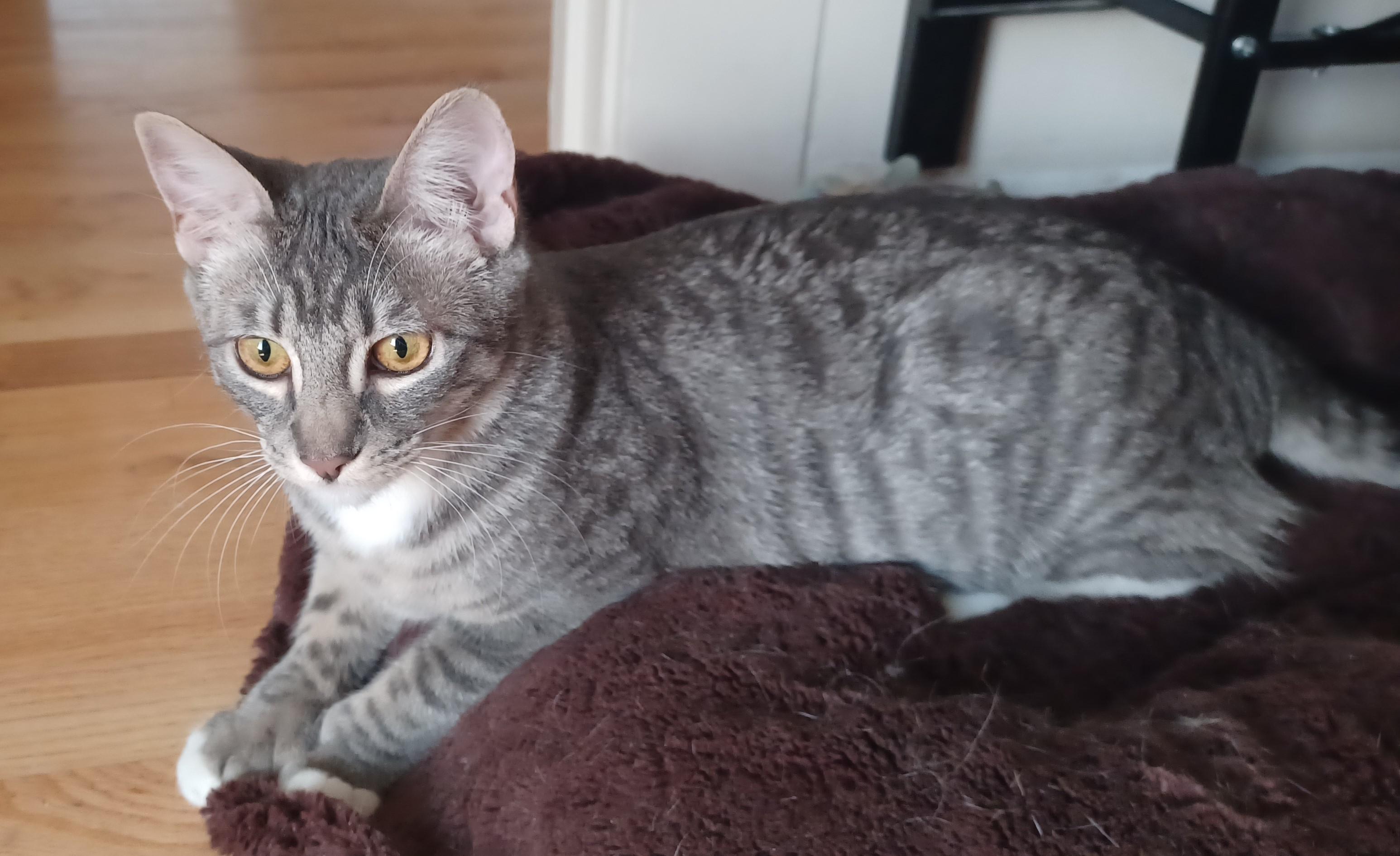 Enlarge Sissy, a Adoptable mixed breed in San Jose, CA image 5/6