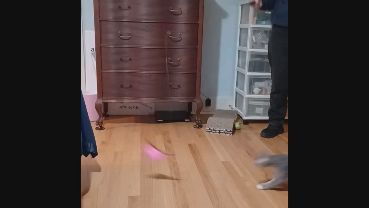 Enlarge Sissy, a Adoptable mixed breed in San Jose, CA video 5/6