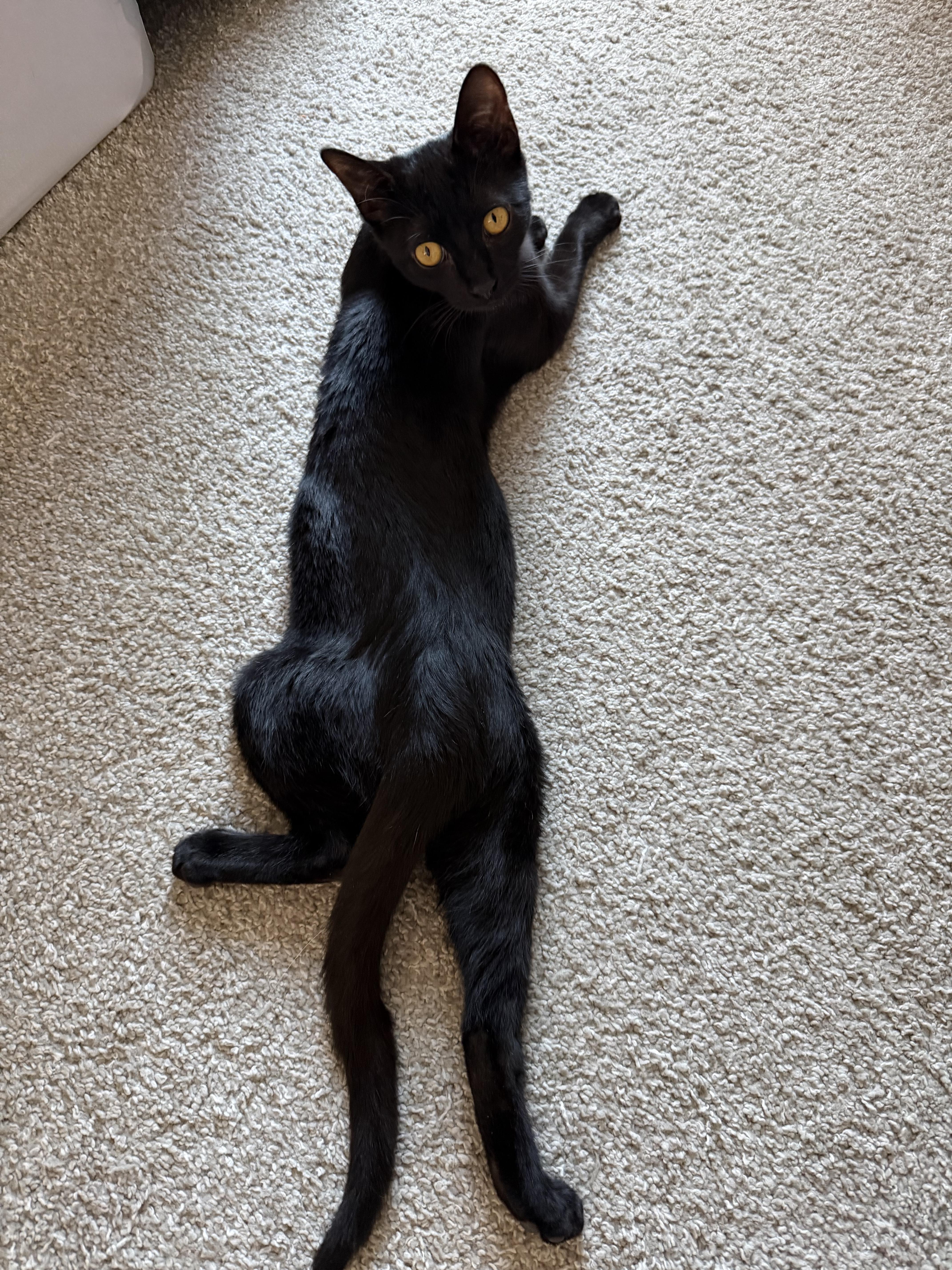 Molasses, an adoptable Domestic Short Hair in Midvale, UT image 3/6