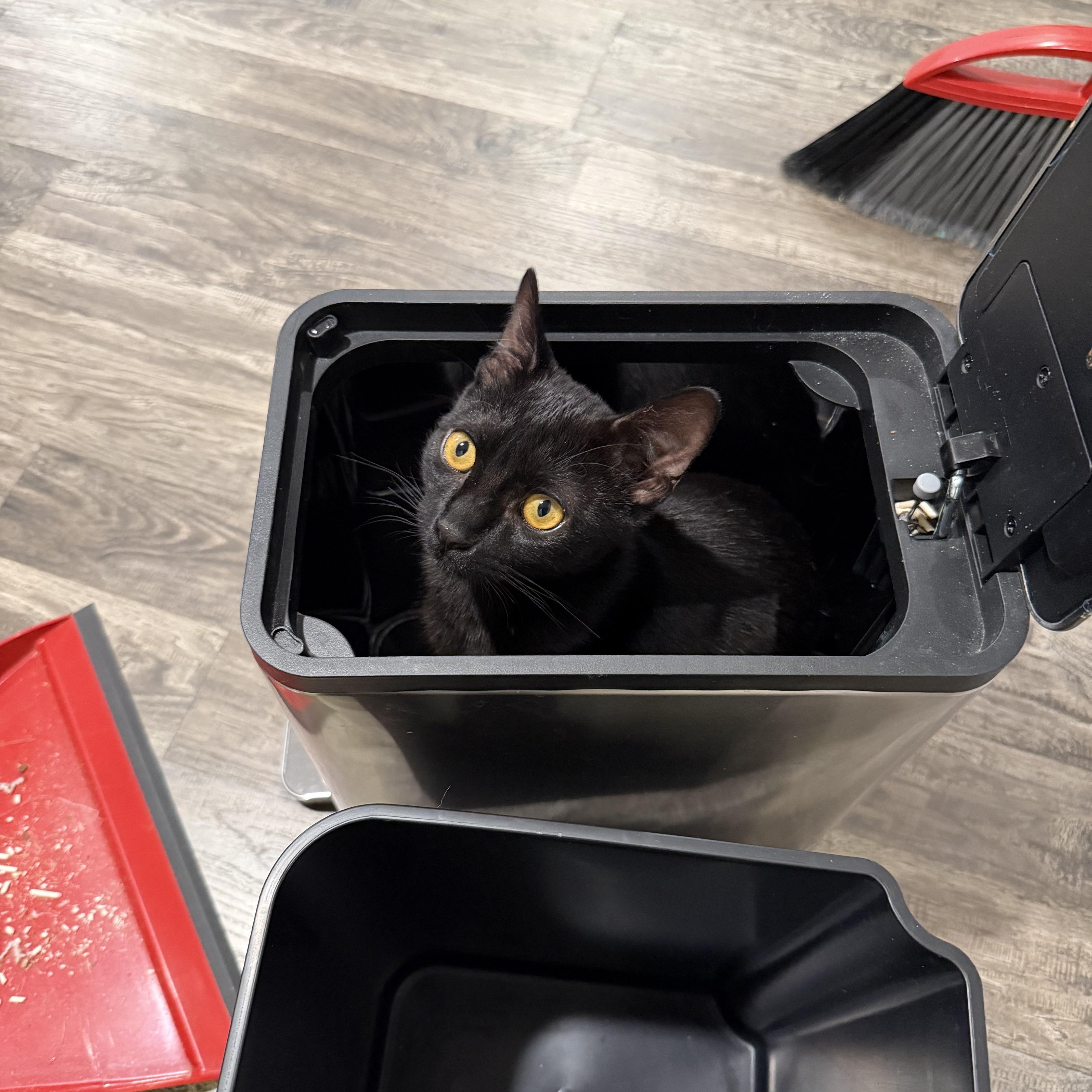 Molasses, an adoptable Domestic Short Hair in Midvale, UT image 4/6