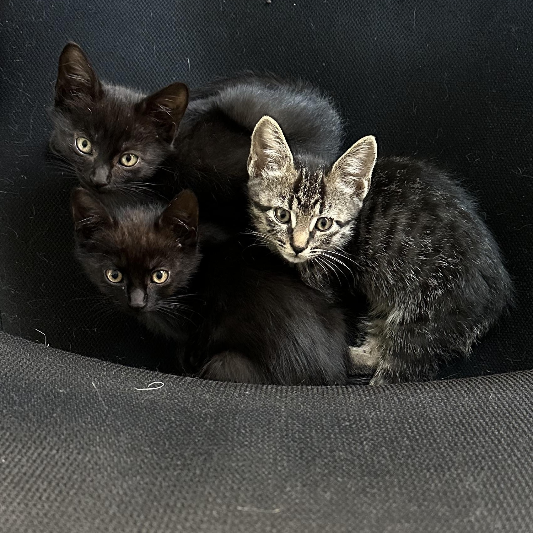 Molasses, an adoptable Domestic Short Hair in Midvale, UT image 2/6