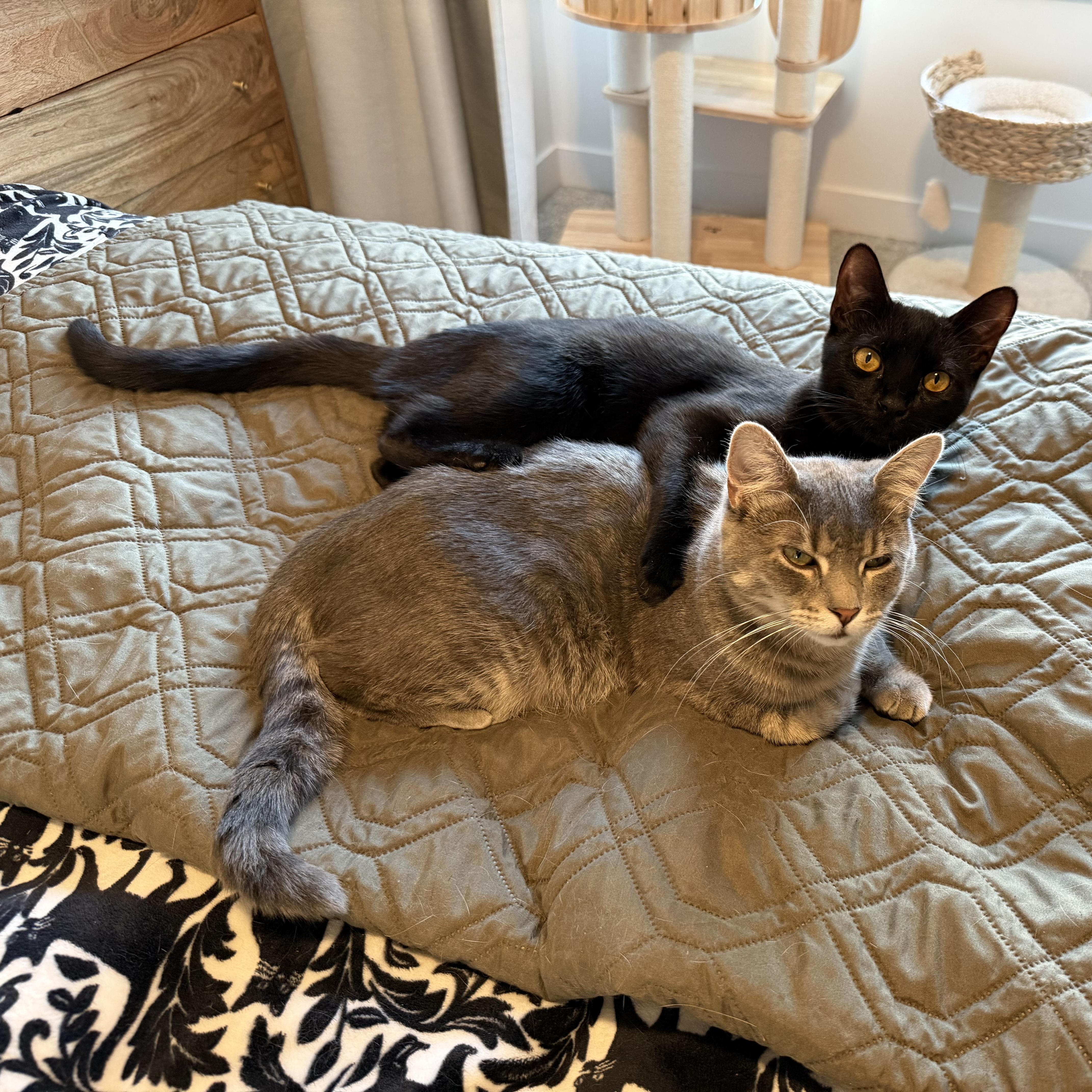 Molasses, an adoptable Domestic Short Hair in Midvale, UT image 5/6