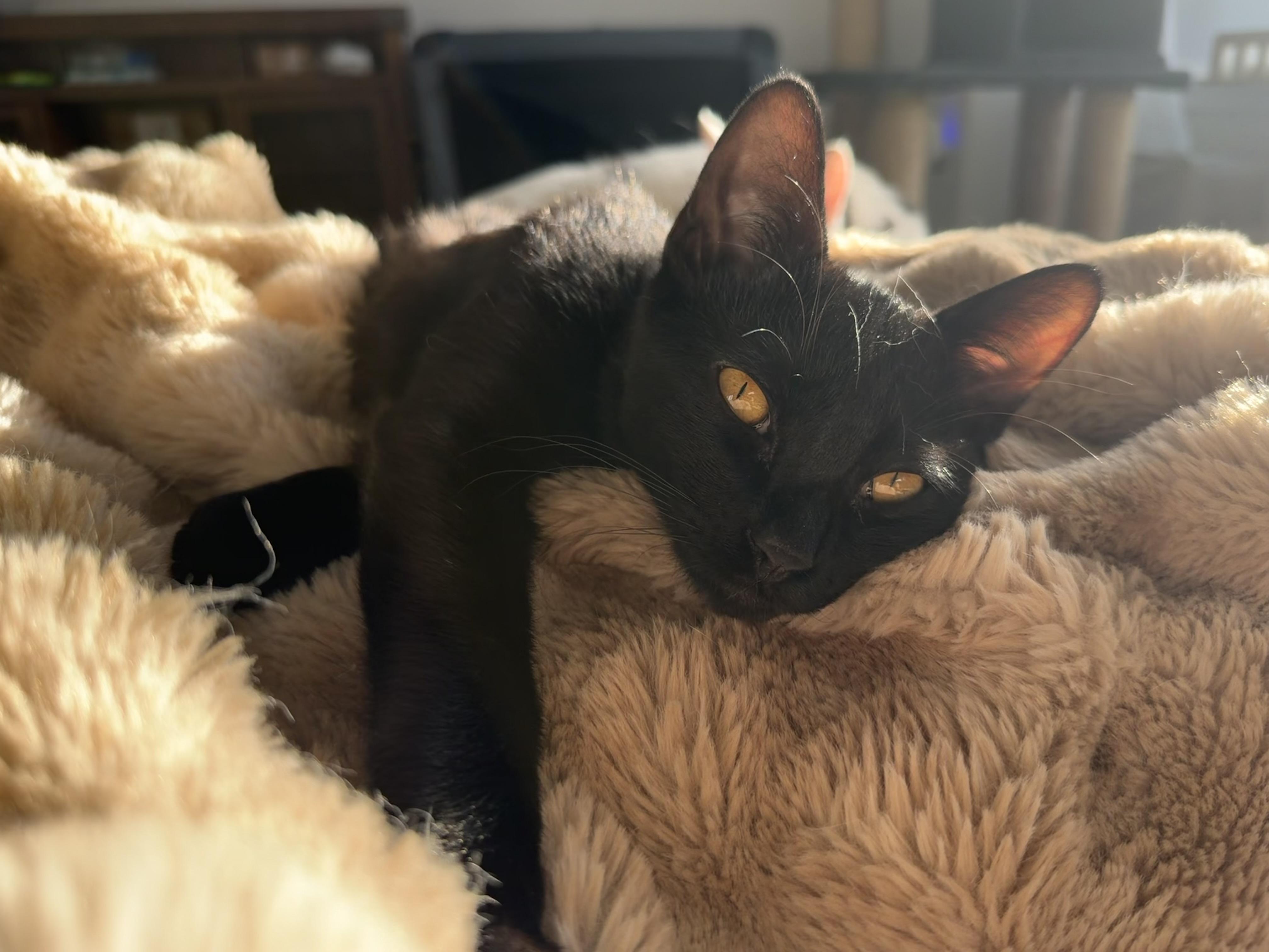 Molasses, an adoptable Domestic Short Hair in Midvale, UT image 1/6