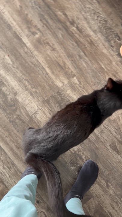 Enlarge Molasses, an adoptable Domestic Short Hair in Midvale, UT video 6/6