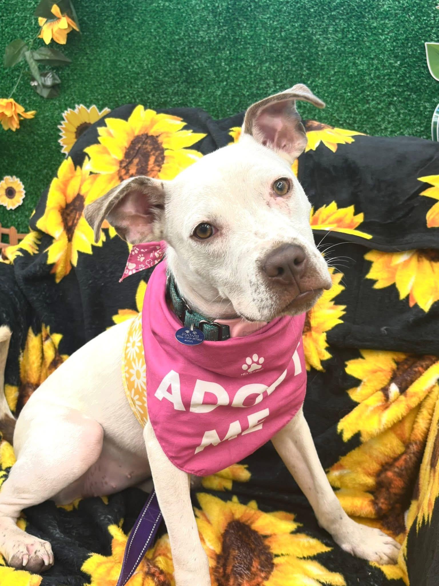 Enlarge Clara, a Adoptable mixed breed in Powell, OH image 1/6