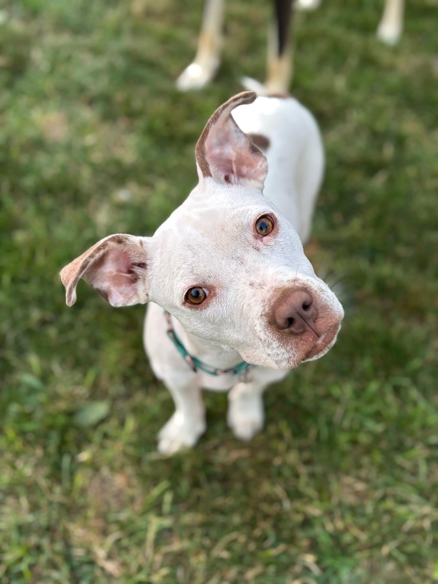 Enlarge Clara, a Adoptable mixed breed in Powell, OH image 2/6