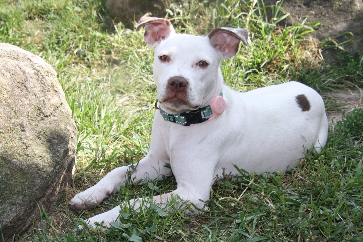 Enlarge Clara, a Adoptable mixed breed in Powell, OH image 3/6