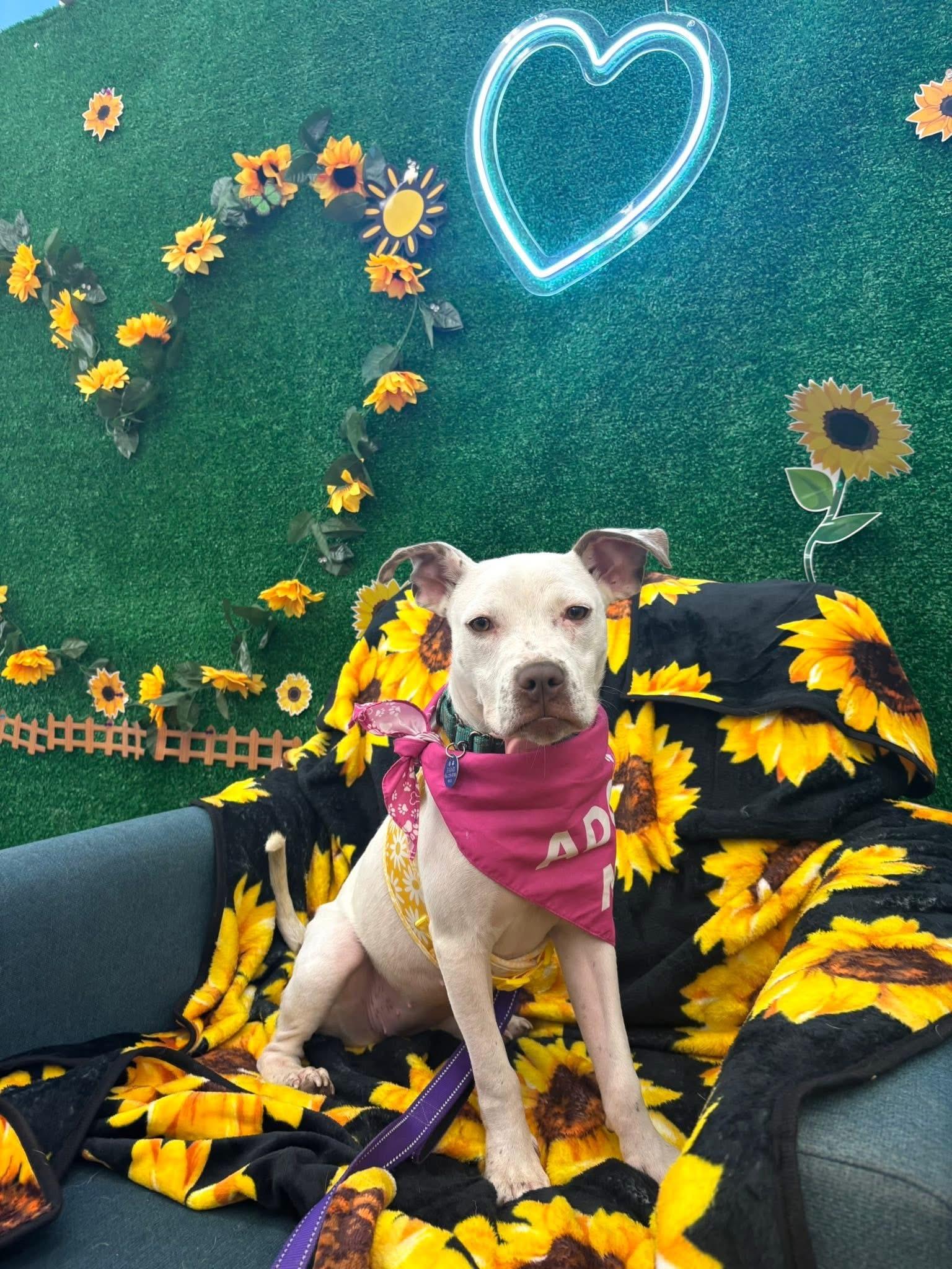 Enlarge Clara, a Adoptable mixed breed in Powell, OH image 5/6