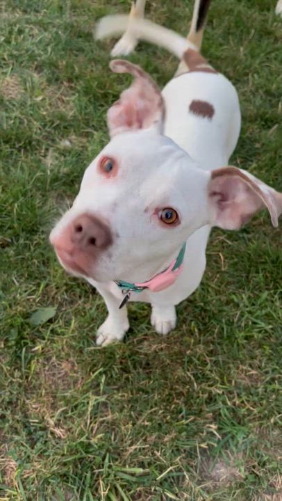 Enlarge Clara, a Adoptable mixed breed in Powell, OH video 6/6