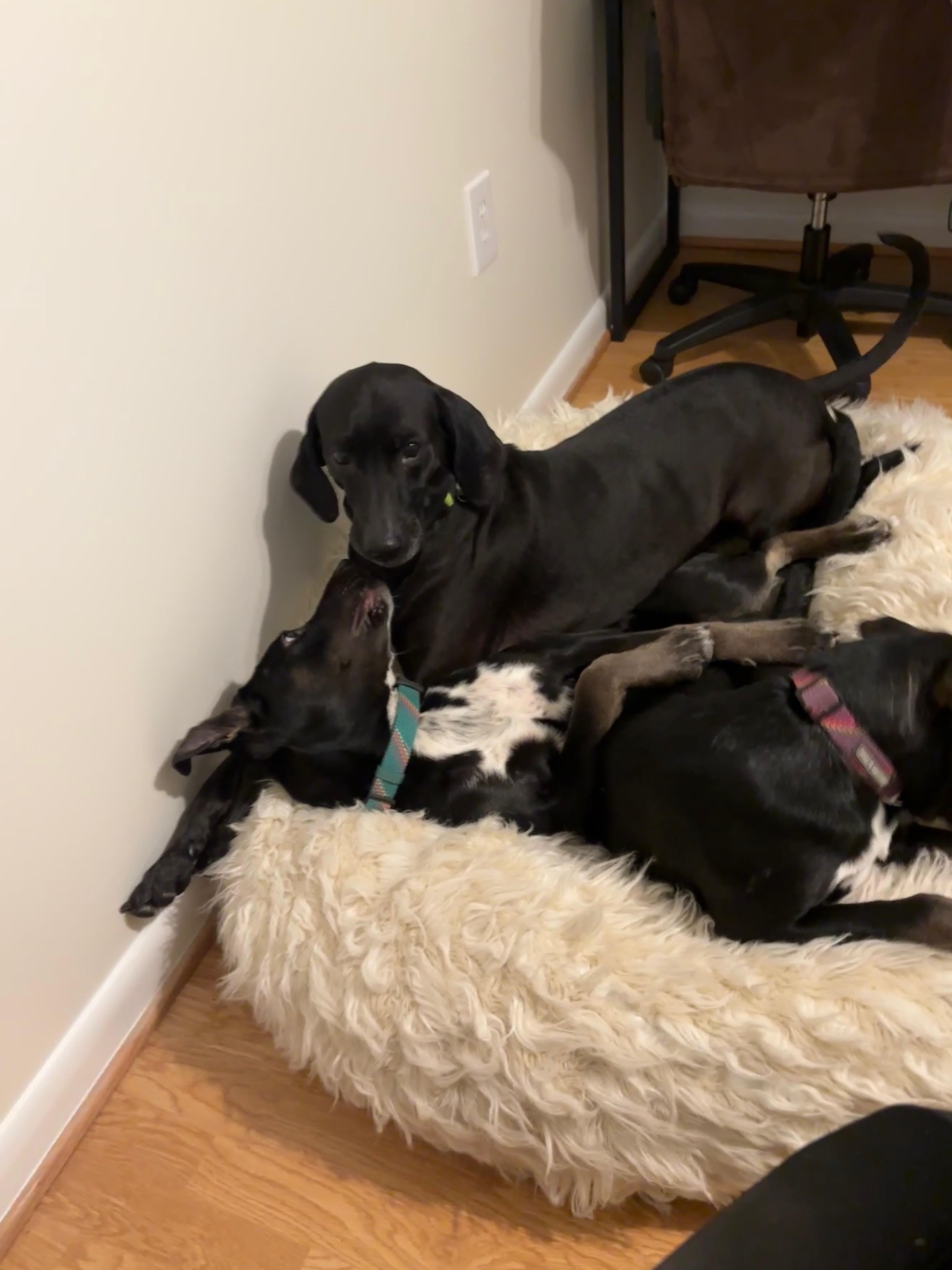 Lennox, Adoptable, Puppy Female Black Labrador Retriever.