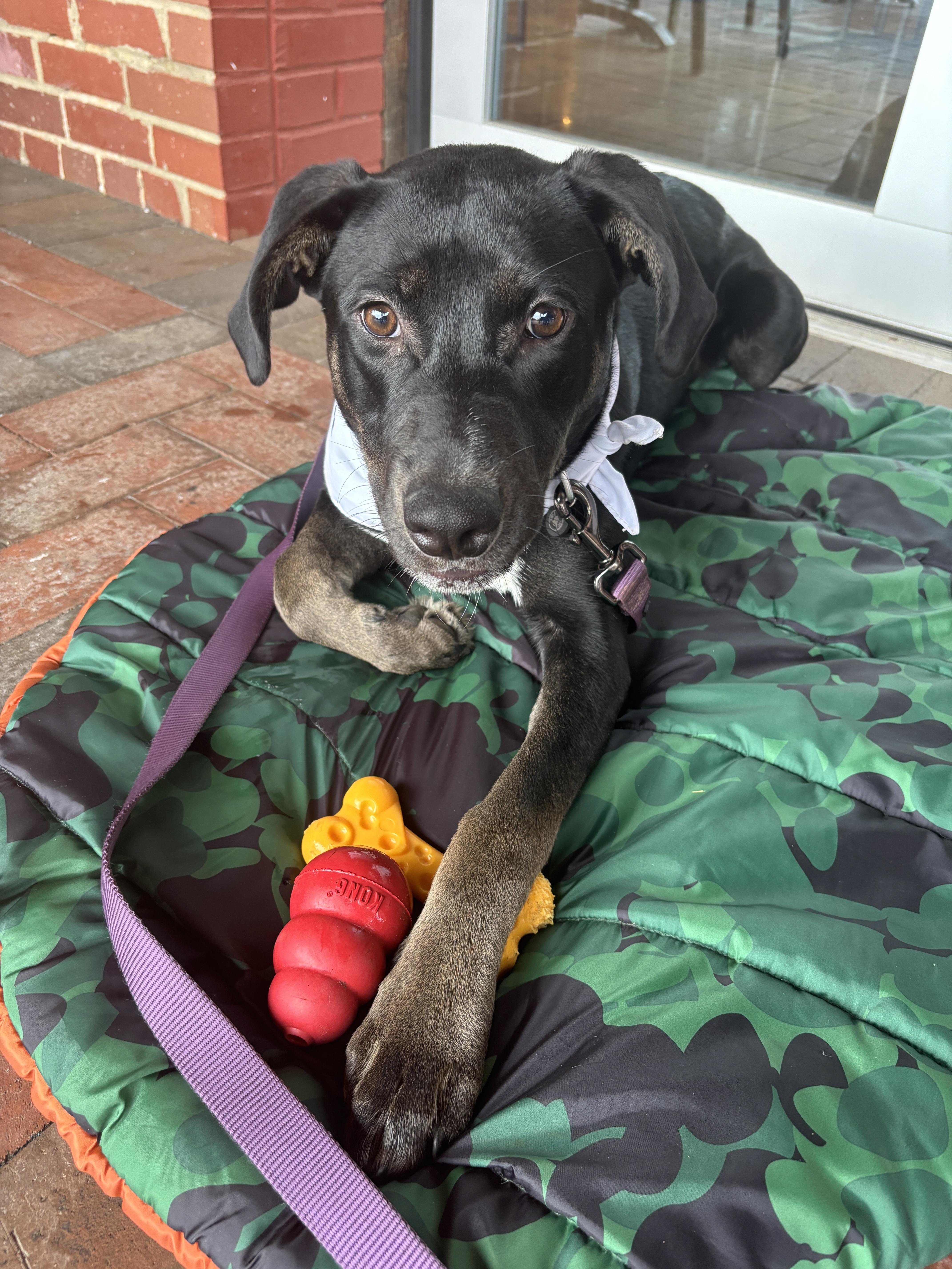 Lennox, a Adoptable mixed breed in holly springs, NC image 4/5