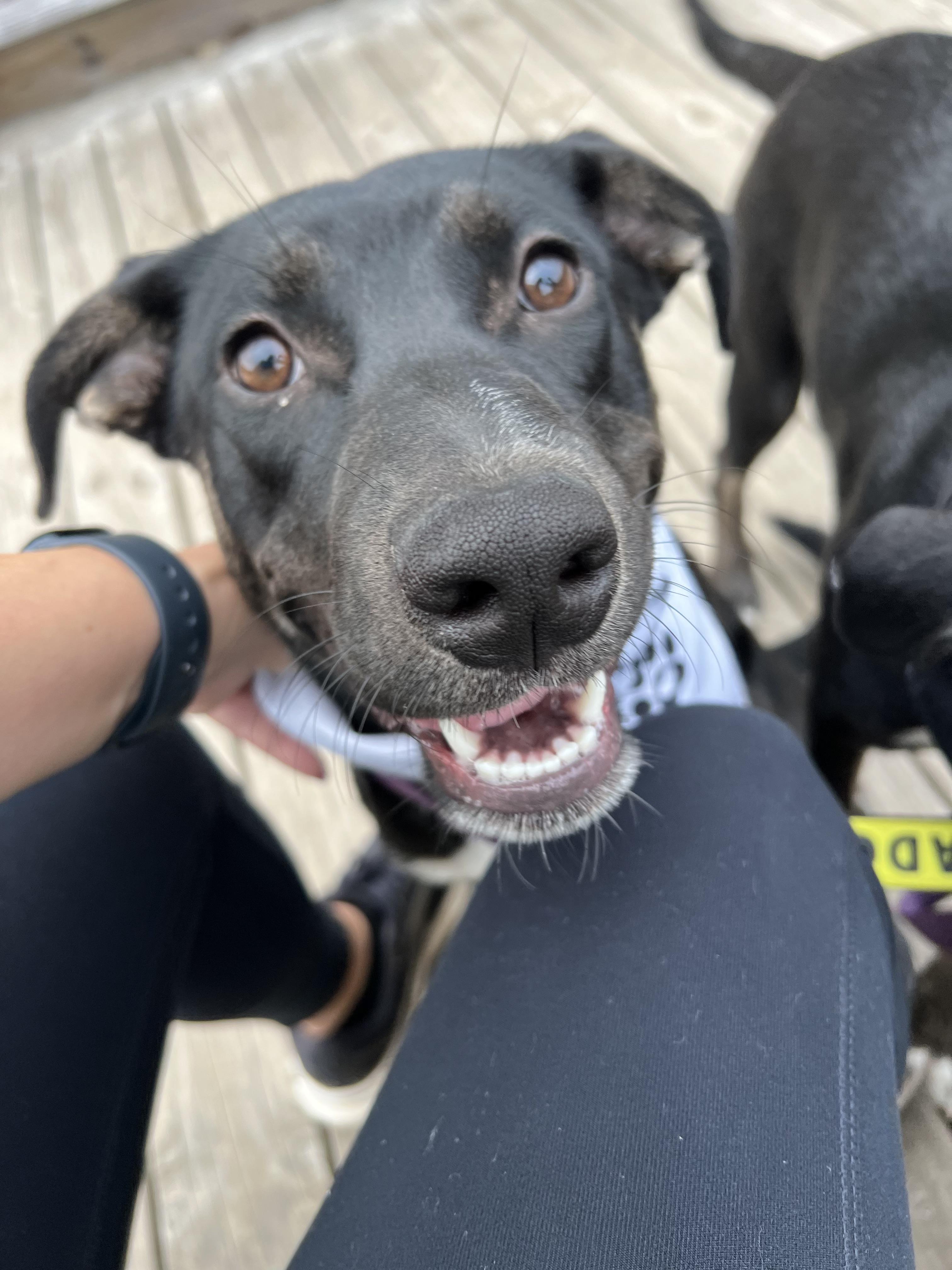 Lennox, a Adoptable mixed breed in holly springs, NC image 5/5