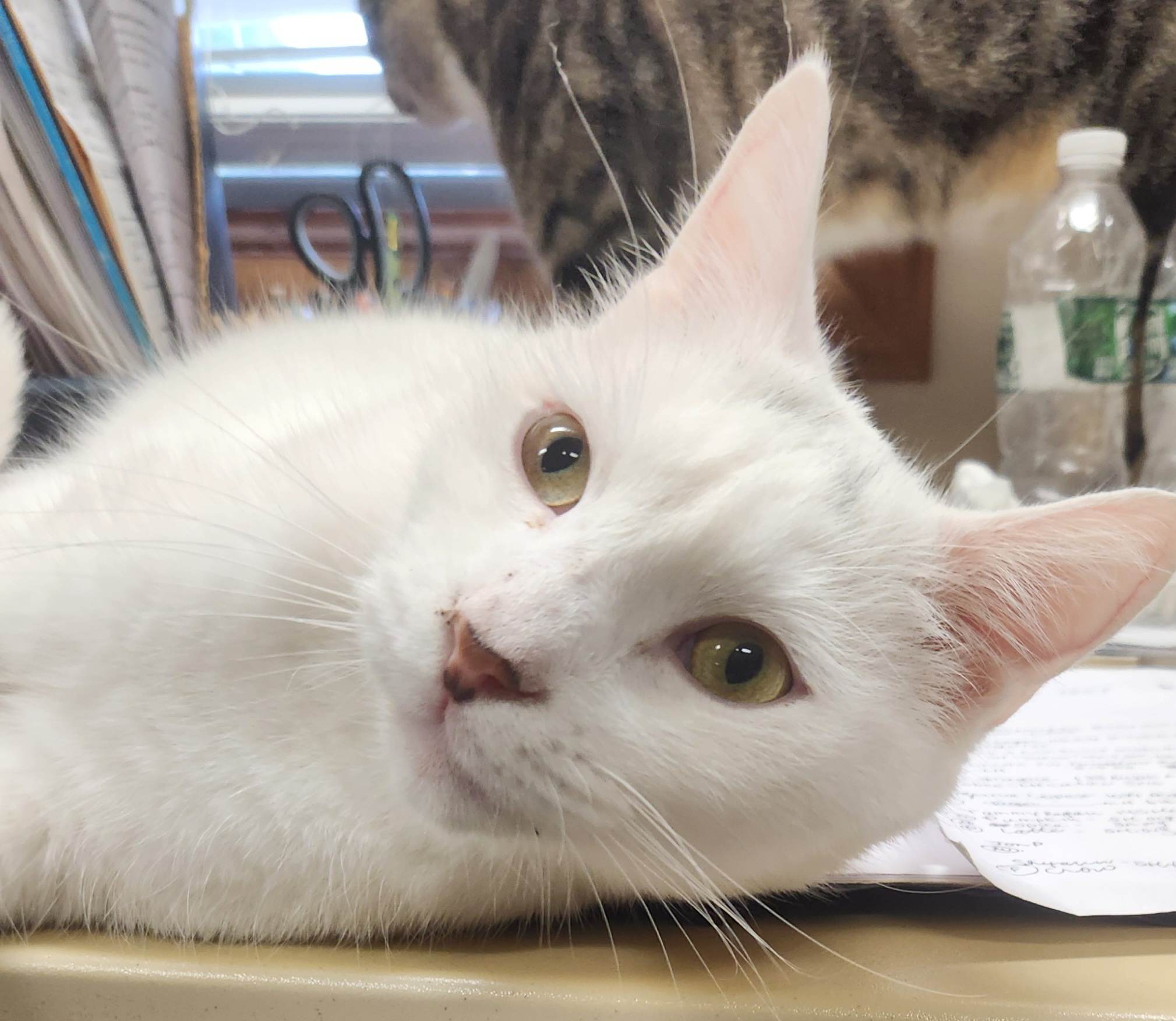 Ping Pong, a Adoptable Domestic Short Hair in Mansfield Center, CT image 2/5