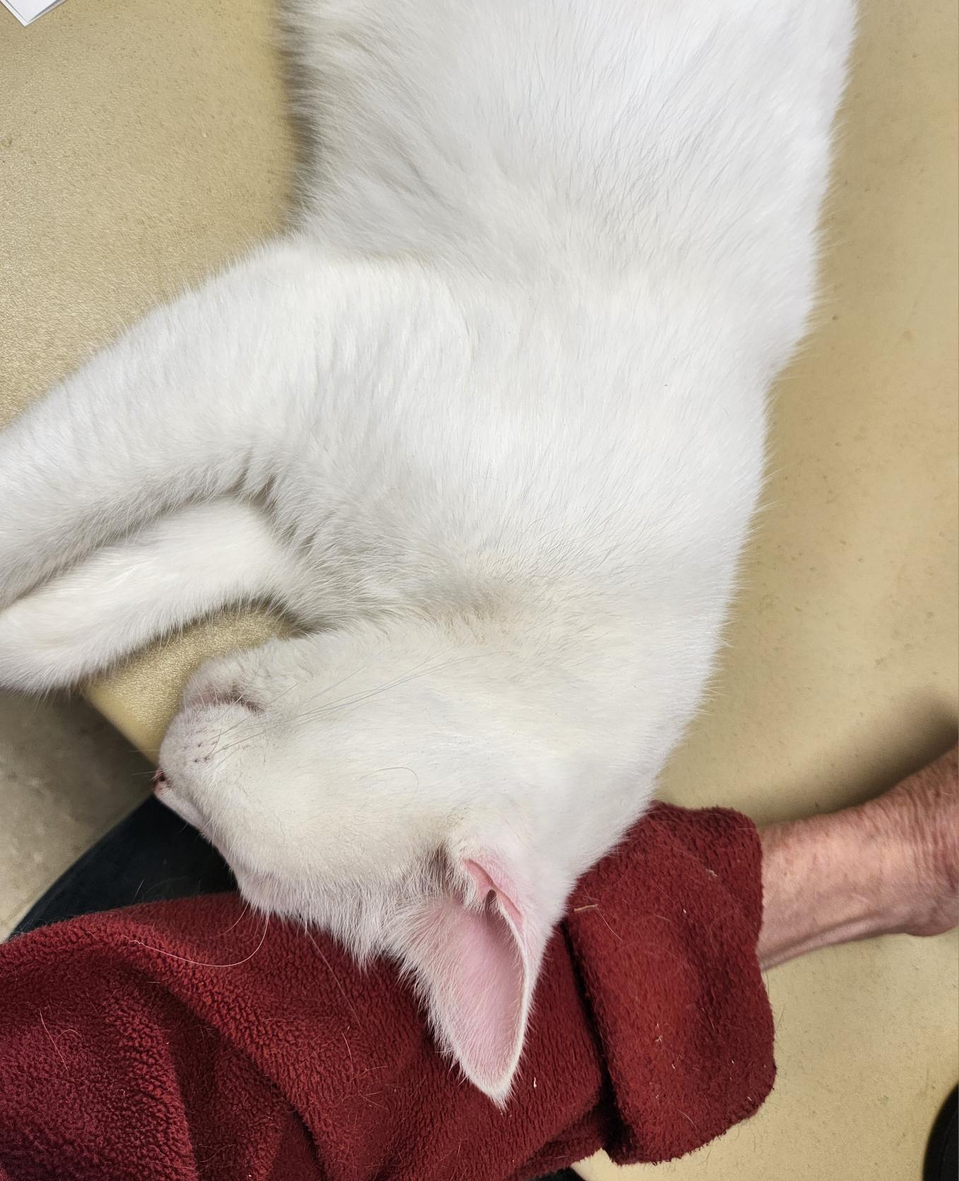 Ping Pong, a Adoptable Domestic Short Hair in Mansfield Center, CT image 3/5