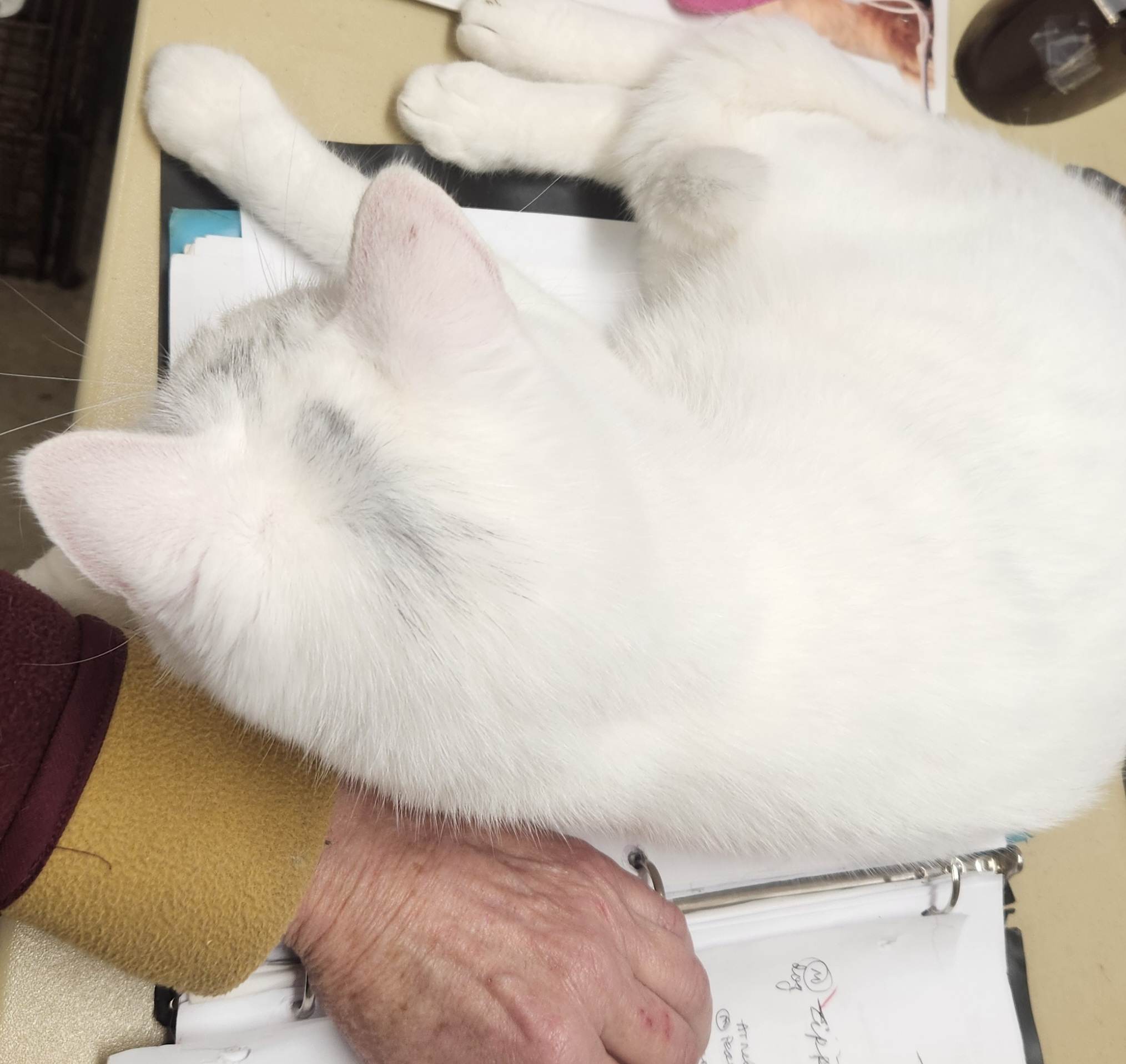 Ping Pong, a Adoptable Domestic Short Hair in Mansfield Center, CT image 4/5