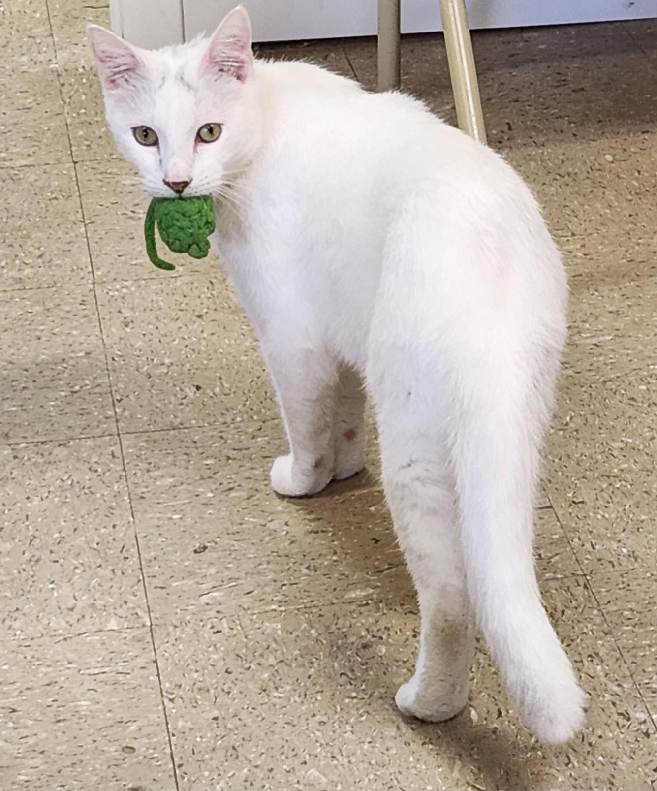 Ping Pong, Adoptable, Adult Male Domestic Short Hair.