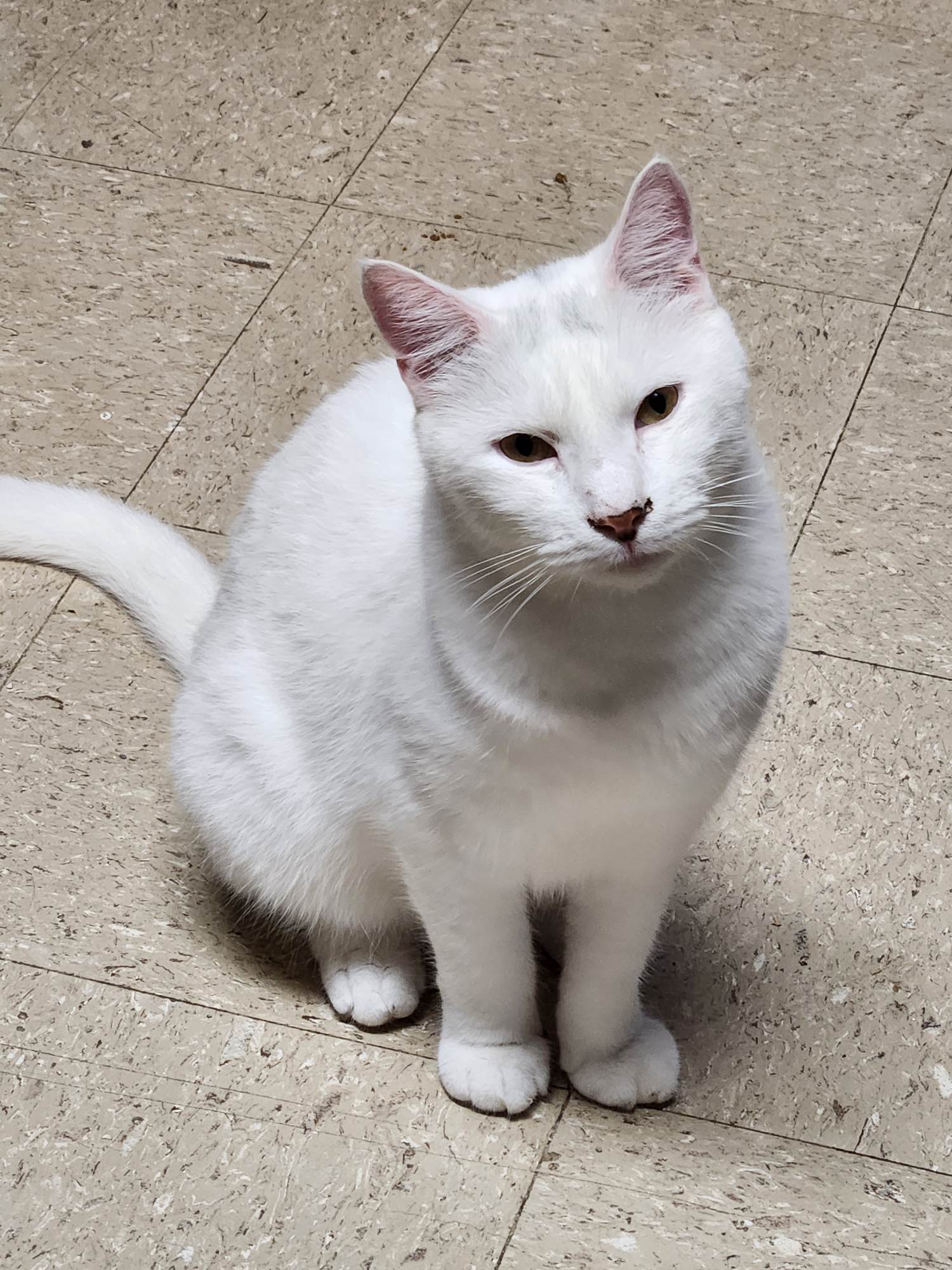 Ping Pong, a Adoptable Domestic Short Hair in Mansfield Center, CT image 5/5