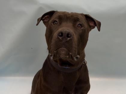 Louie photo