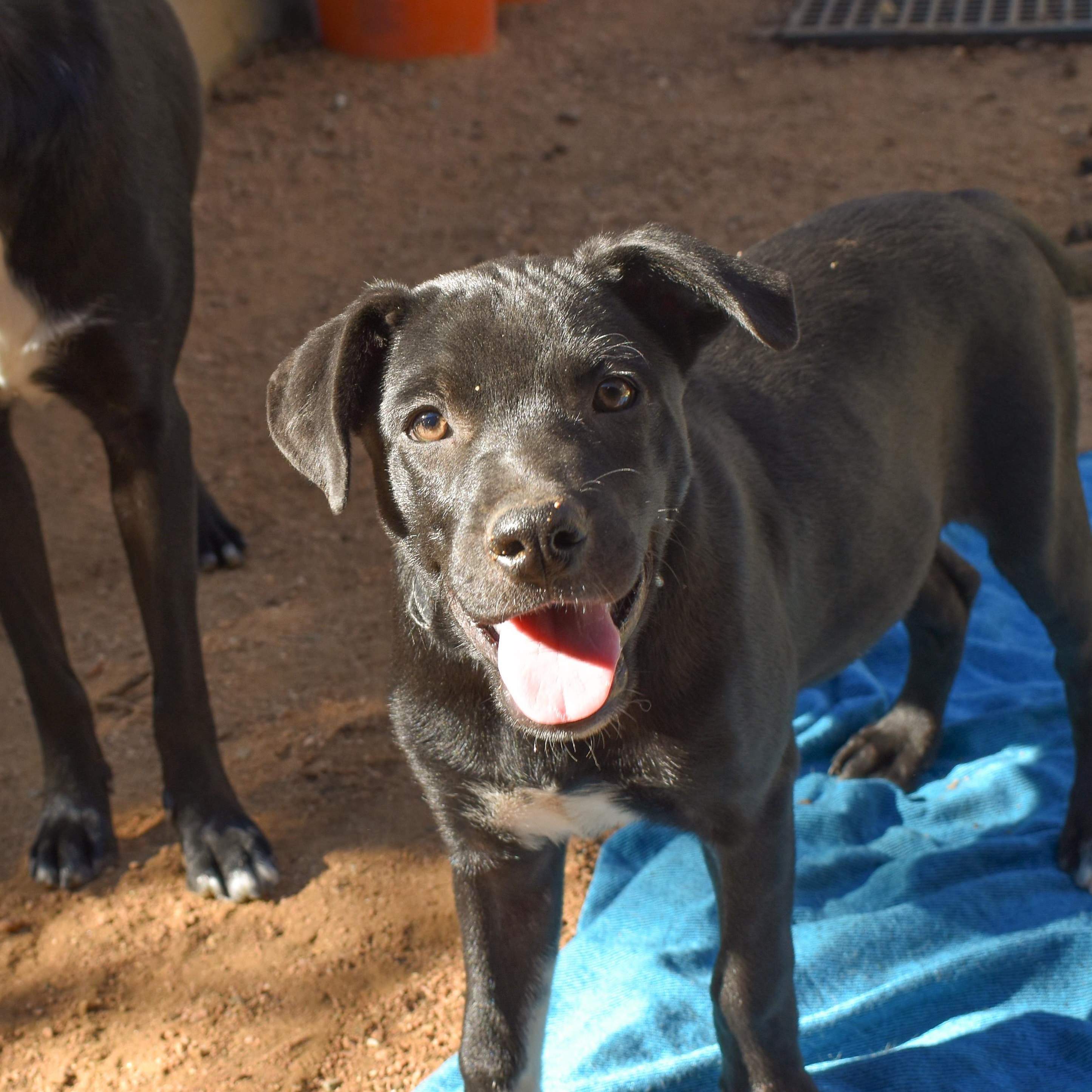Enlarge Paulette, an adopted mixed breed in East Hartford, CT image 6/6