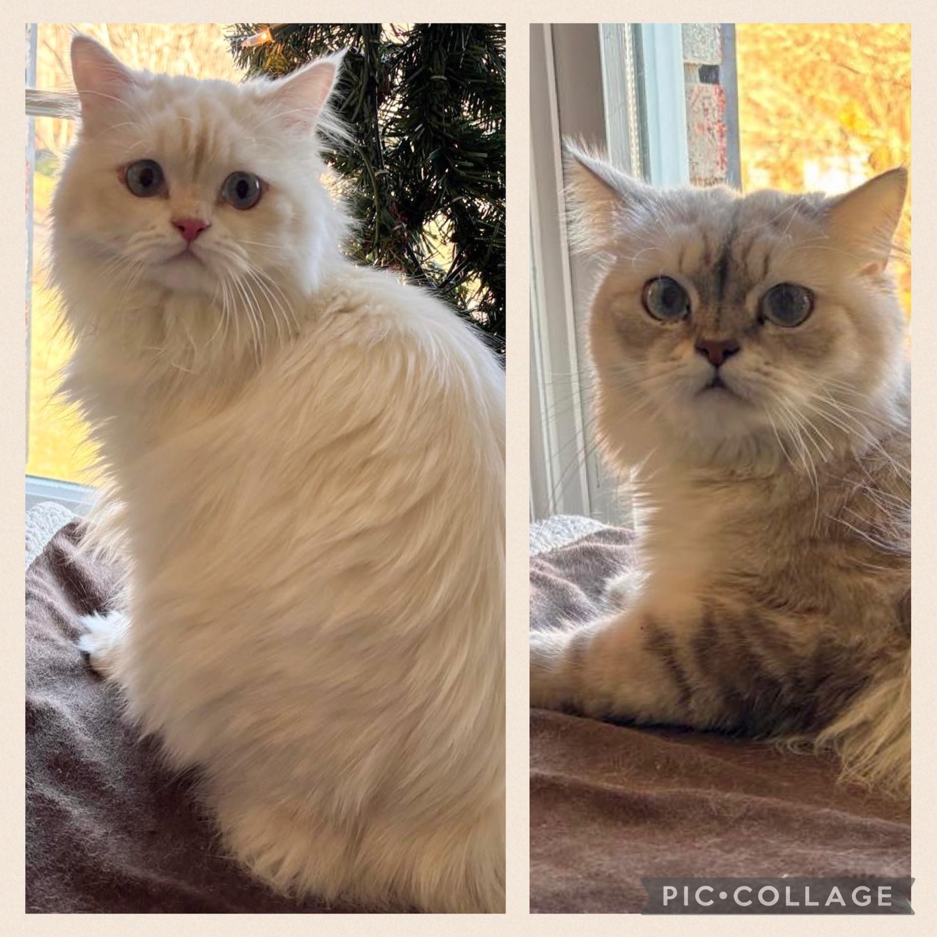 Enlarge Gaber & Felfel, a ADOPTABLE Persian in Allentown, NJ image 1/6