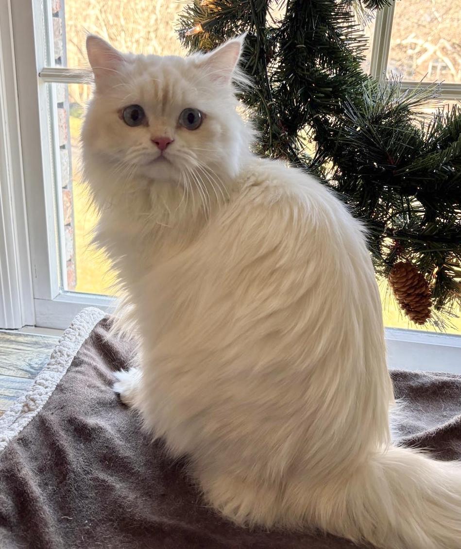 Enlarge Gaber & Felfel, a ADOPTABLE Persian in Allentown, NJ image 4/6