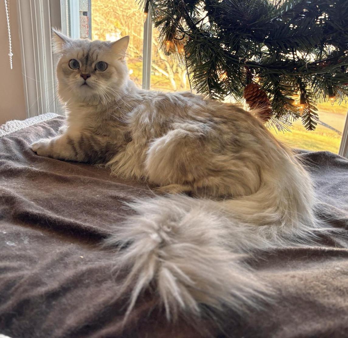 Enlarge Gaber & Felfel, a ADOPTABLE Persian in Allentown, NJ image 2/6