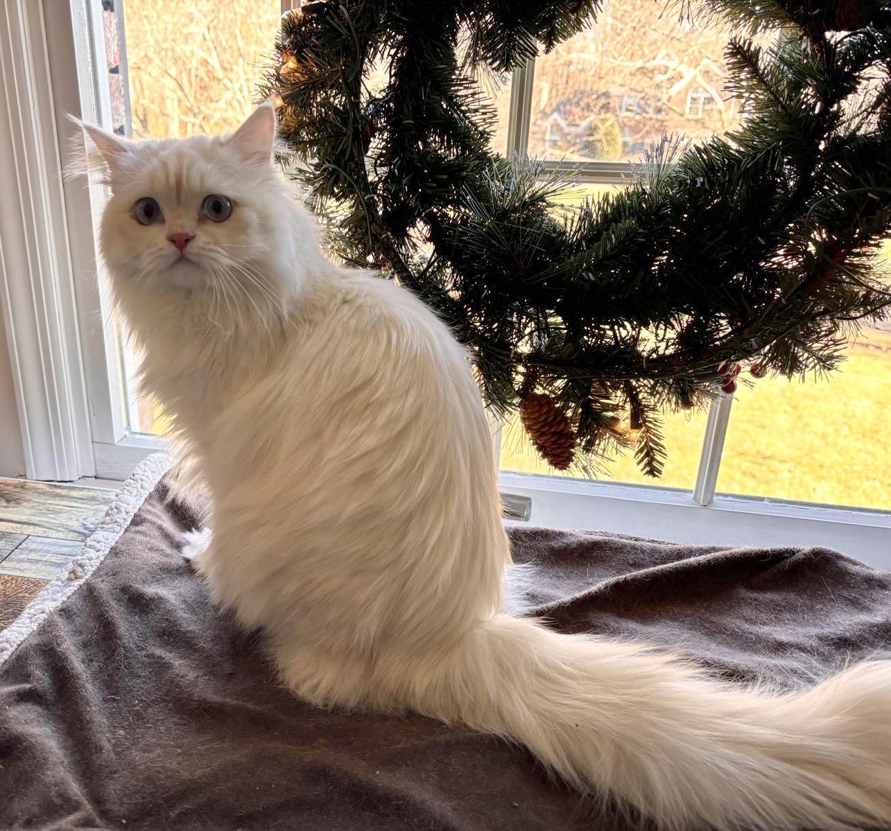 Enlarge Gaber & Felfel, a ADOPTABLE Persian in Allentown, NJ image 6/6