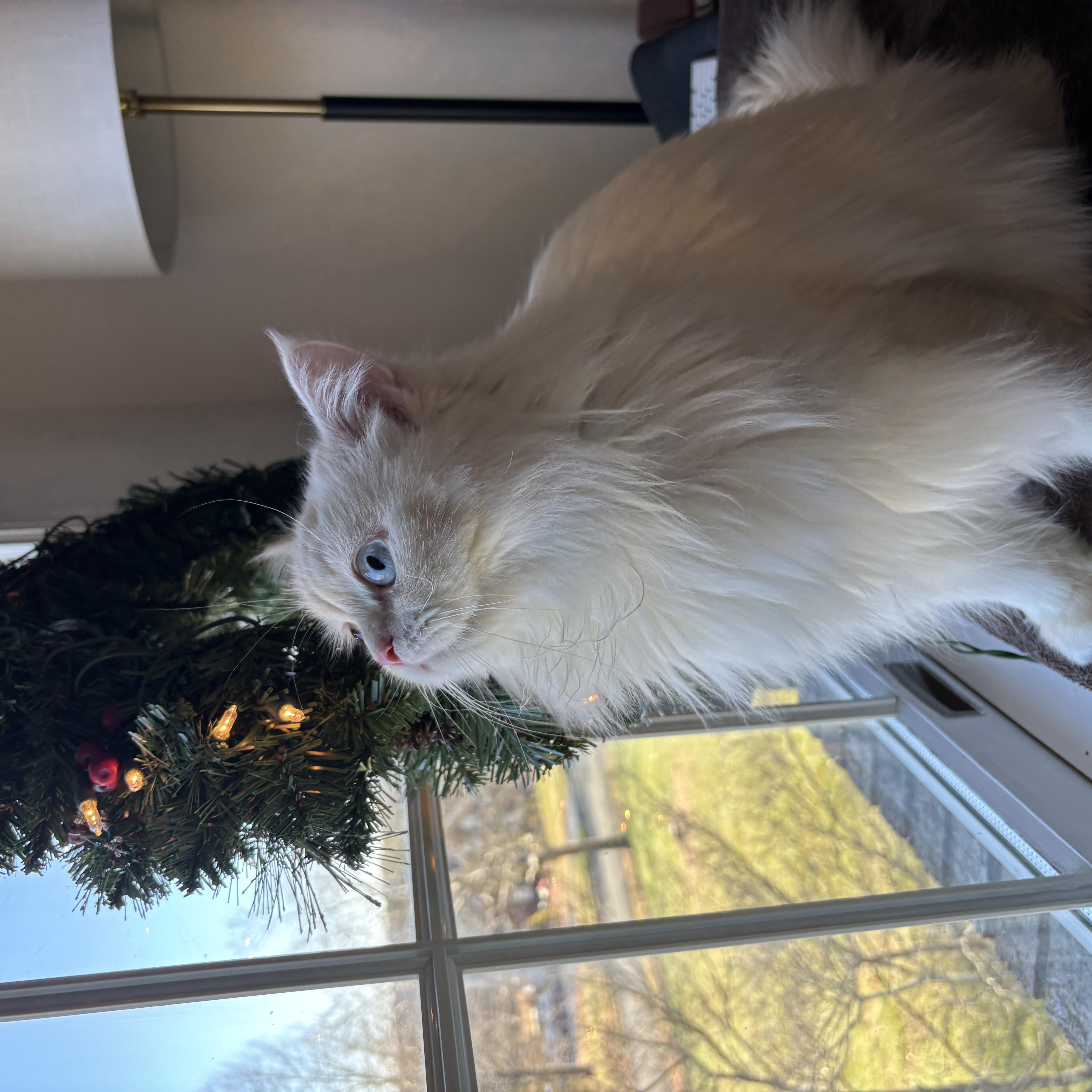 Enlarge Gaber & Felfel, a ADOPTABLE Persian in Allentown, NJ image 5/6