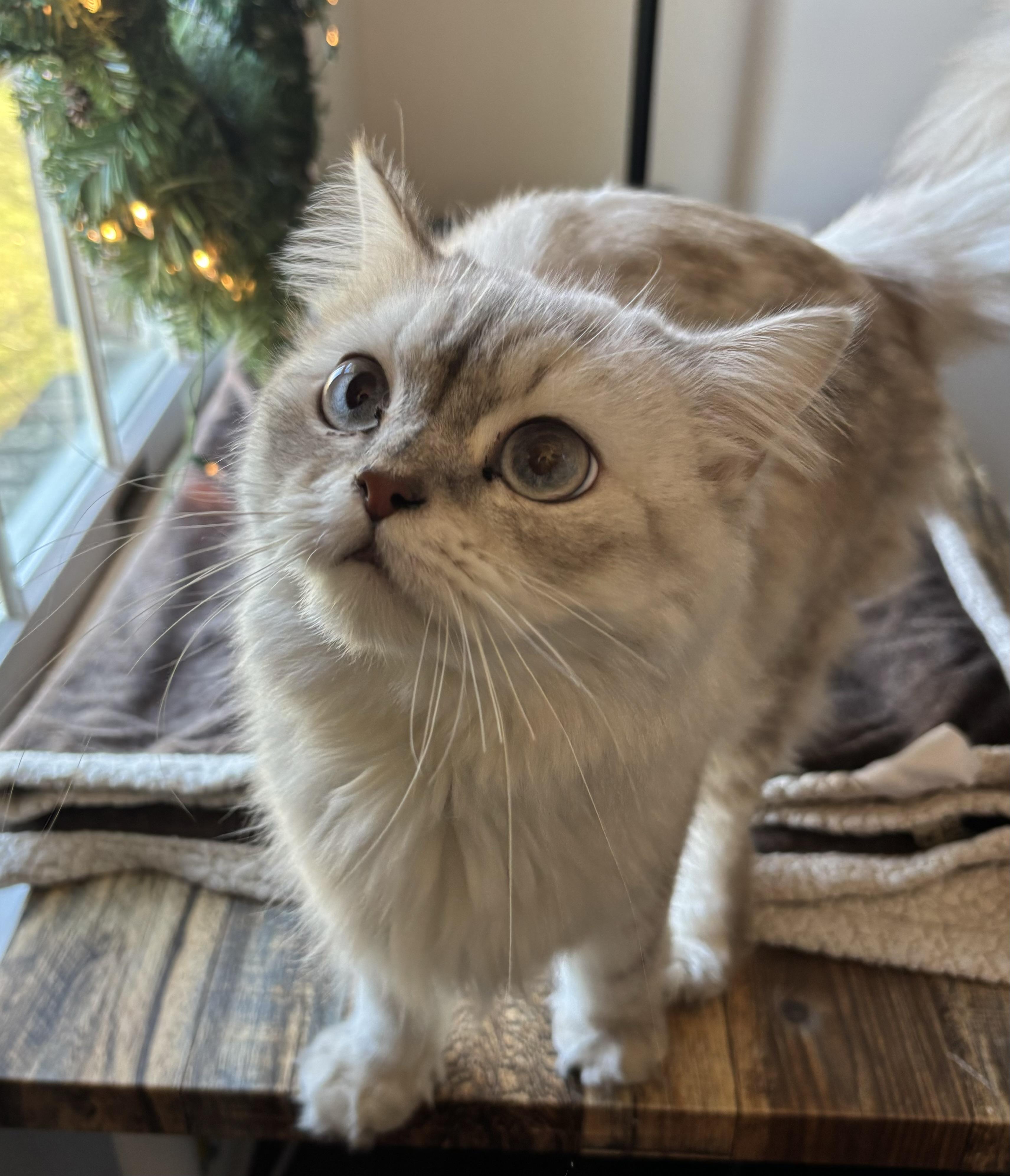 Enlarge Gaber & Felfel, a ADOPTABLE Persian in Allentown, NJ image 3/6