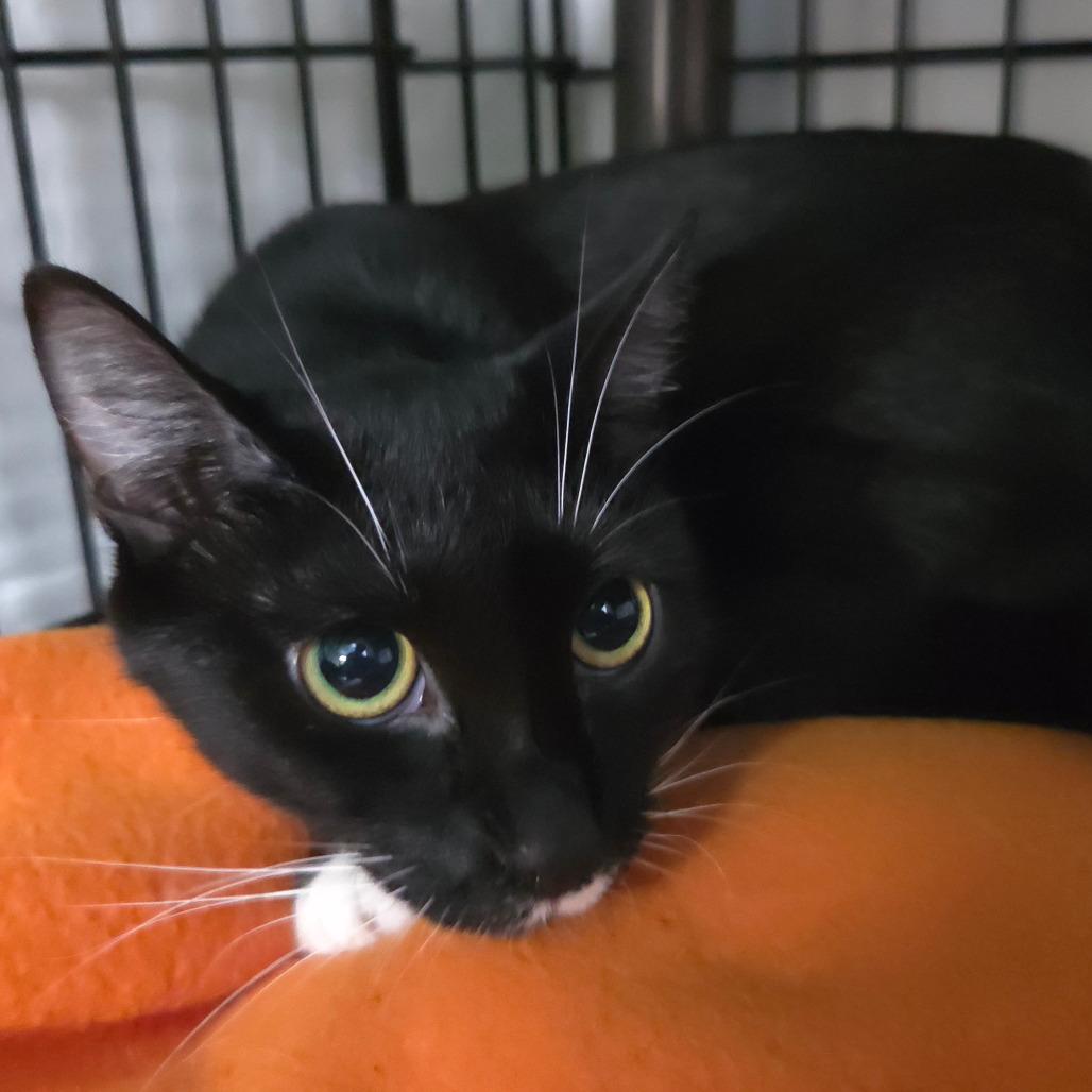 Enlarge Mochi, a Adoptable Domestic Short Hair in Jessup, MD image 1/1