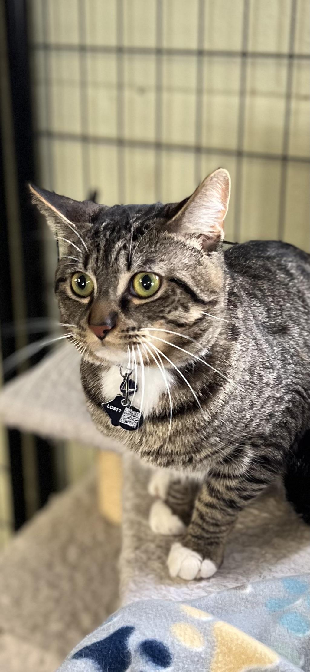 Evan, a ADOPTABLE Tabby in Holland, MI image 2/3