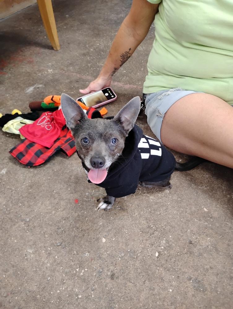 Tripod, Adoptable, Adult Male Chihuahua.