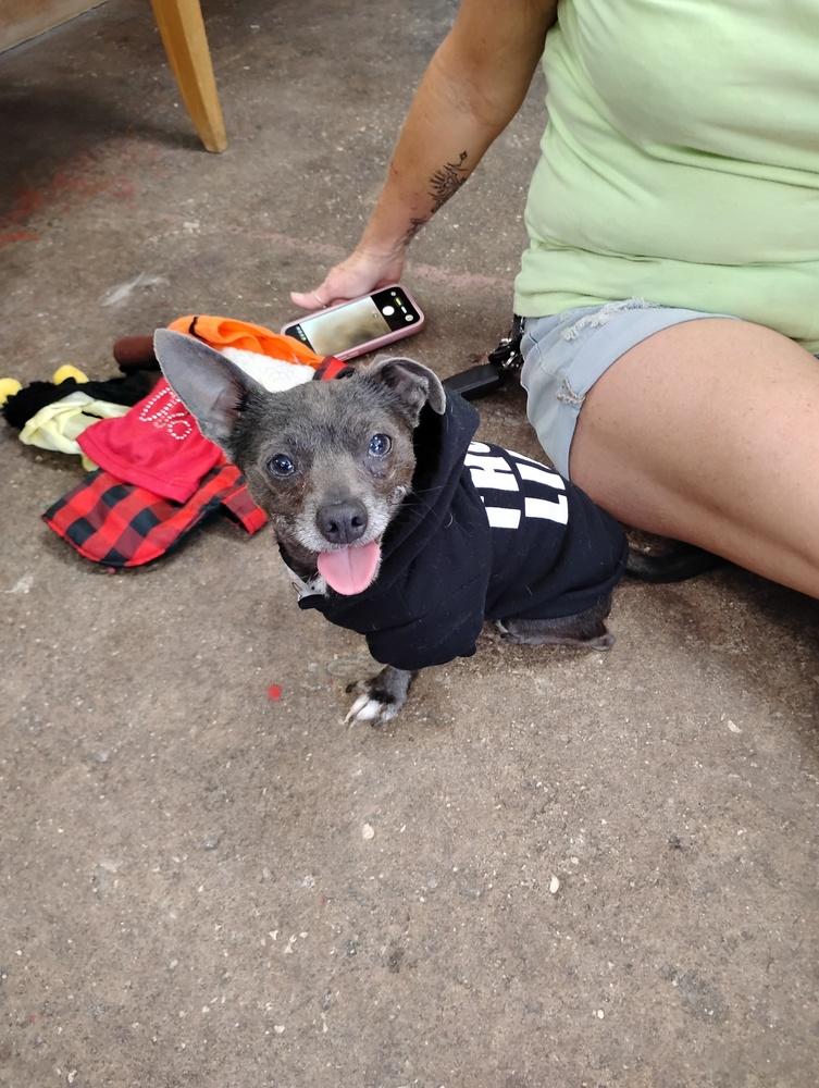 Enlarge Tripod, a Adoptable Chihuahua in Crescent City, FL image 2/6