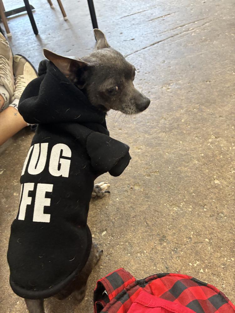 Enlarge Tripod, a Adoptable Chihuahua in Crescent City, FL image 4/6