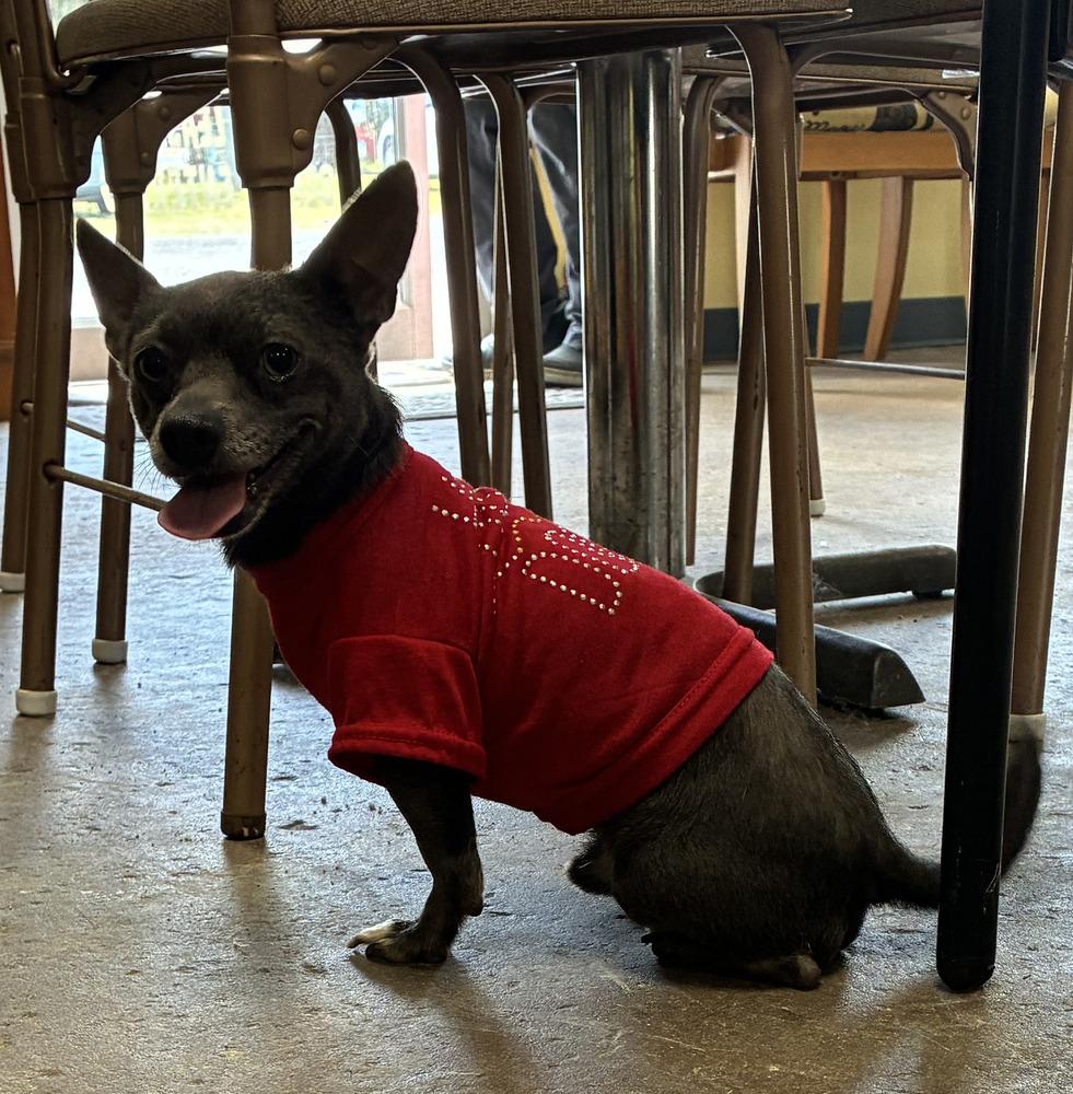 Enlarge Tripod, a Adoptable Chihuahua in Crescent City, FL image 5/6
