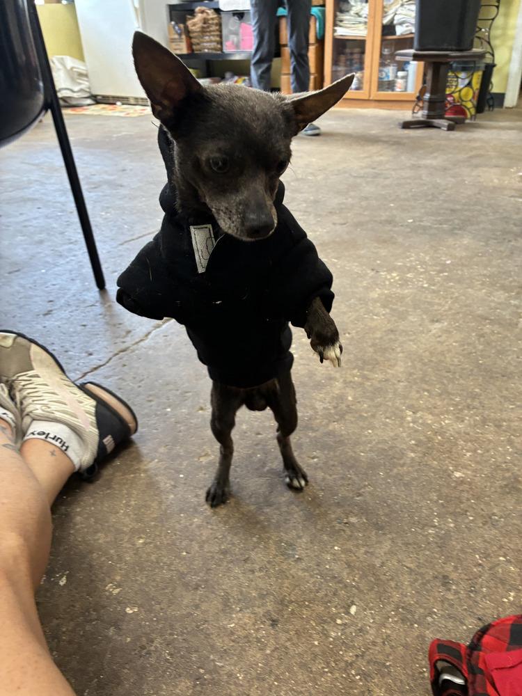 Enlarge Tripod, a Adoptable Chihuahua in Crescent City, FL image 6/6