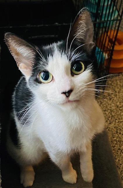 Oogie-Boogie, Adoptable, Adult Female Domestic Short Hair.