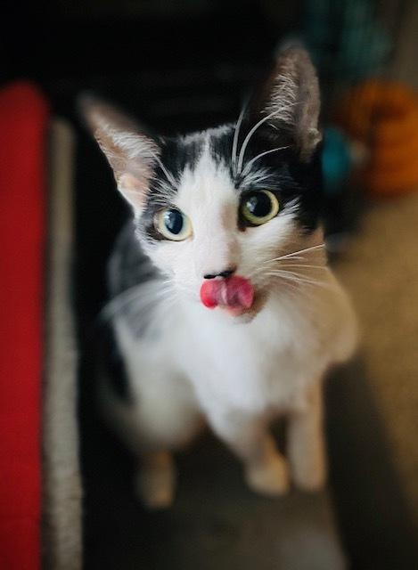 Enlarge Oogie-Boogie, a Adoptable Domestic Short Hair in Duxbury, MA image 3/6