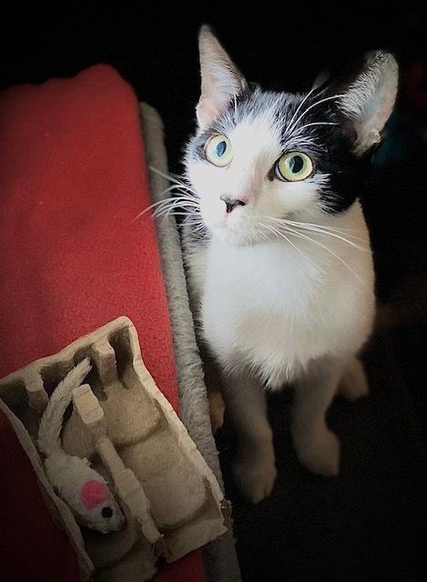 Enlarge Oogie-Boogie, a Adoptable Domestic Short Hair in Duxbury, MA image 6/6