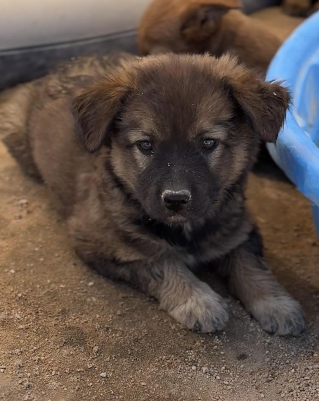 Rosie, a Adopted mixed breed in Palm desert, CA image 1/6