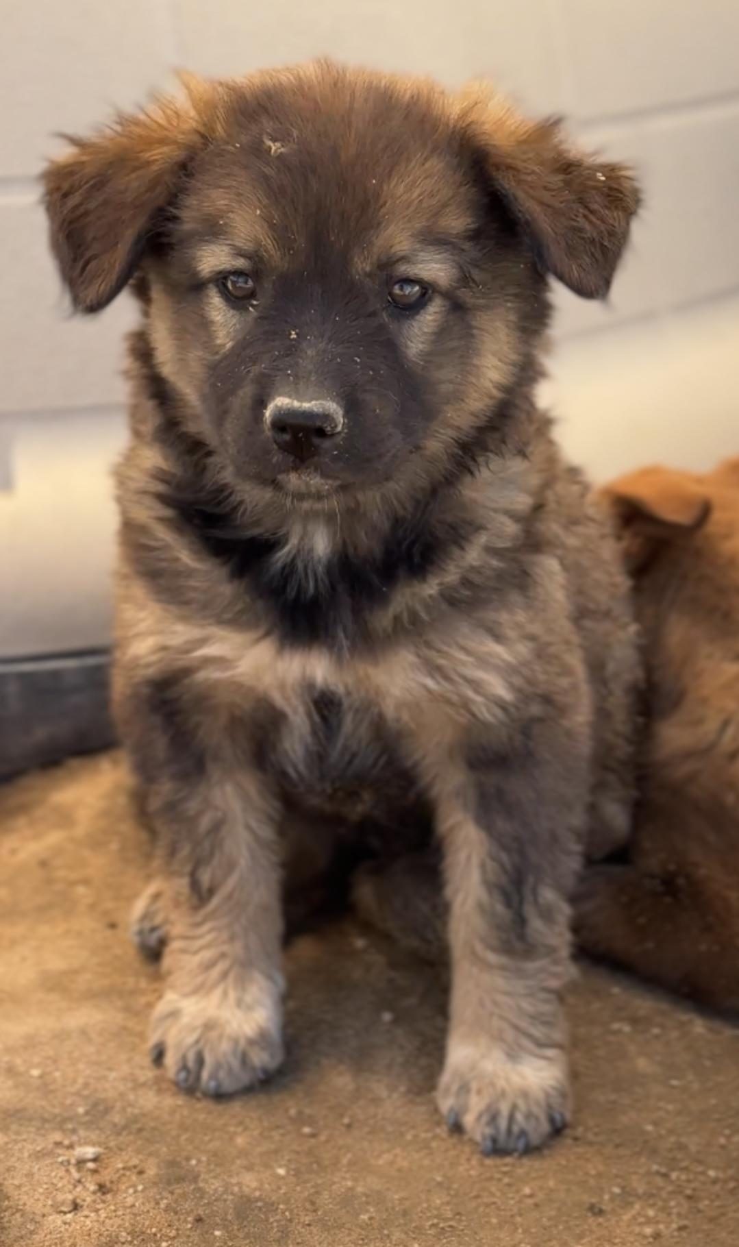 Rosie, a Adopted mixed breed in Palm desert, CA image 2/6