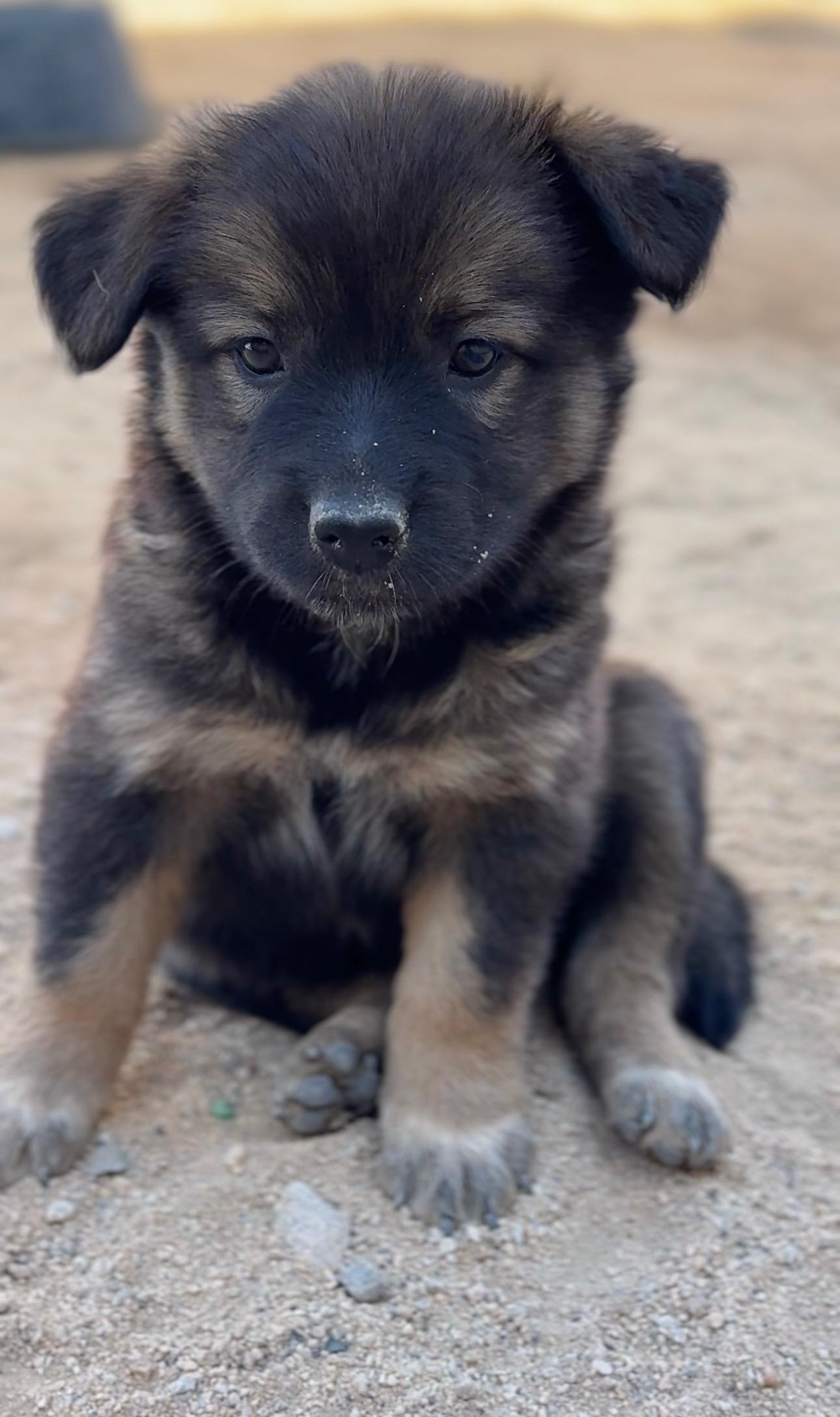 Rosie, a Adopted mixed breed in Palm desert, CA image 3/6