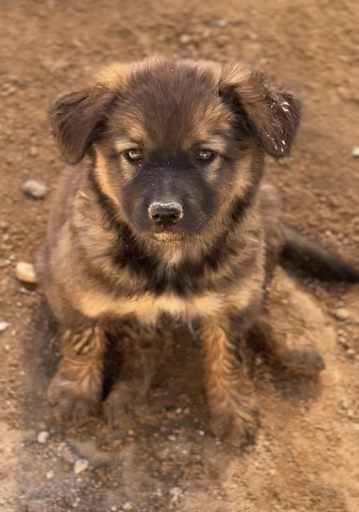 Rosie, a Adopted mixed breed in Palm desert, CA image 5/6