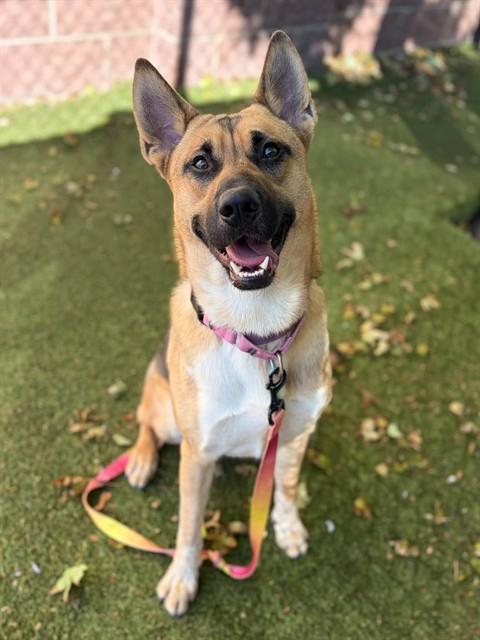 Enlarge GERALD, a Adoptable mixed breed in Minneapolis, MN image 1/1