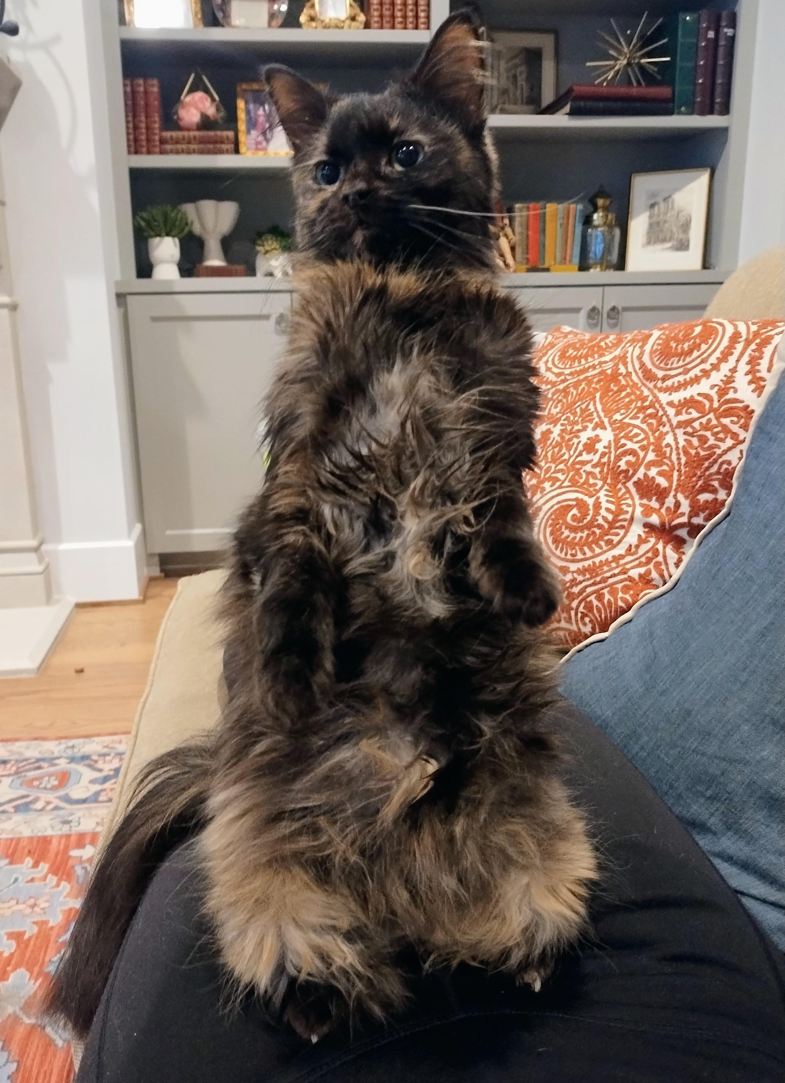 Enlarge Dior, an adopted Domestic Medium Hair in Lakewood, CO image 2/5