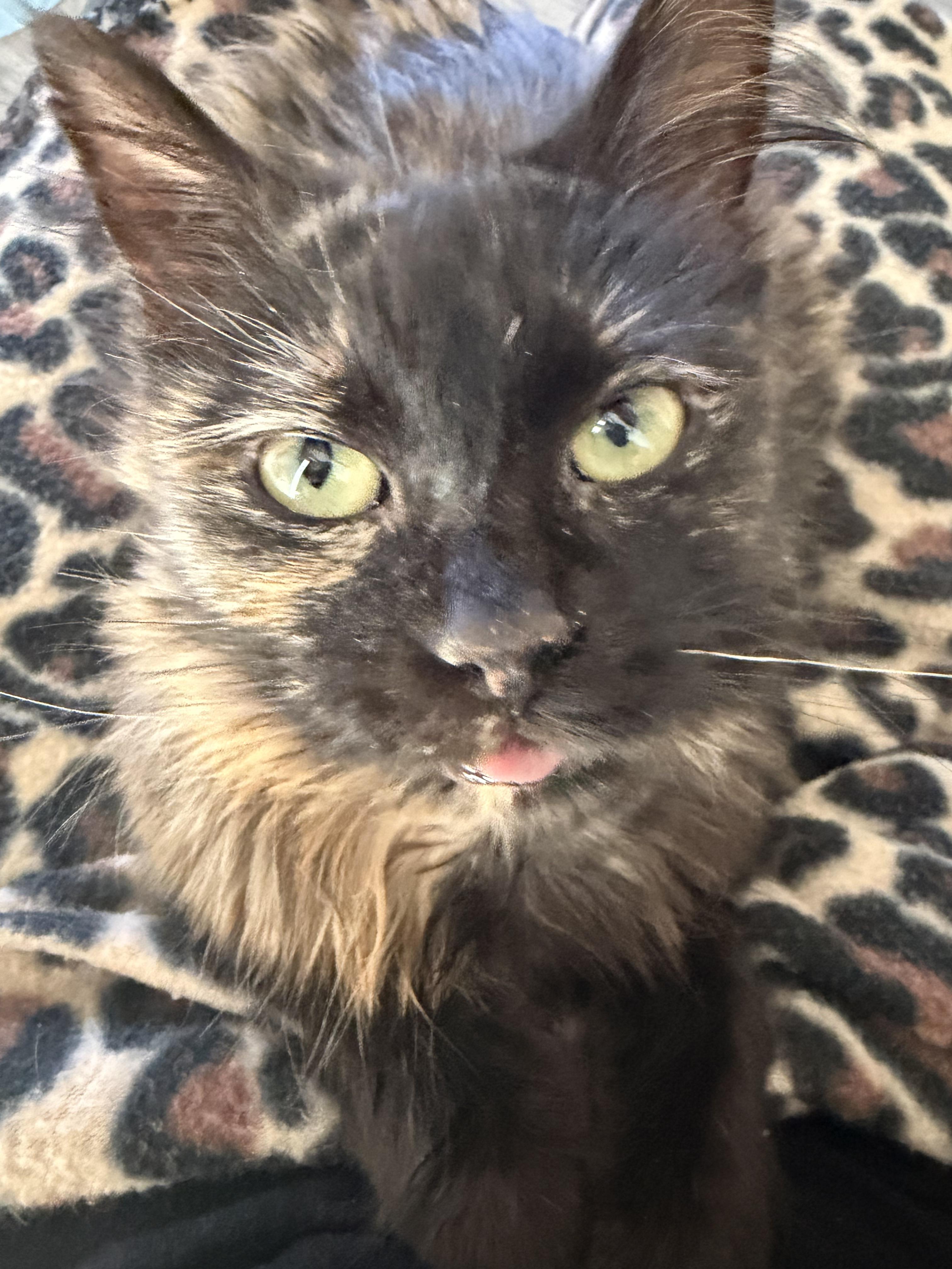 Enlarge Dior, an adopted Domestic Medium Hair in Lakewood, CO image 5/5