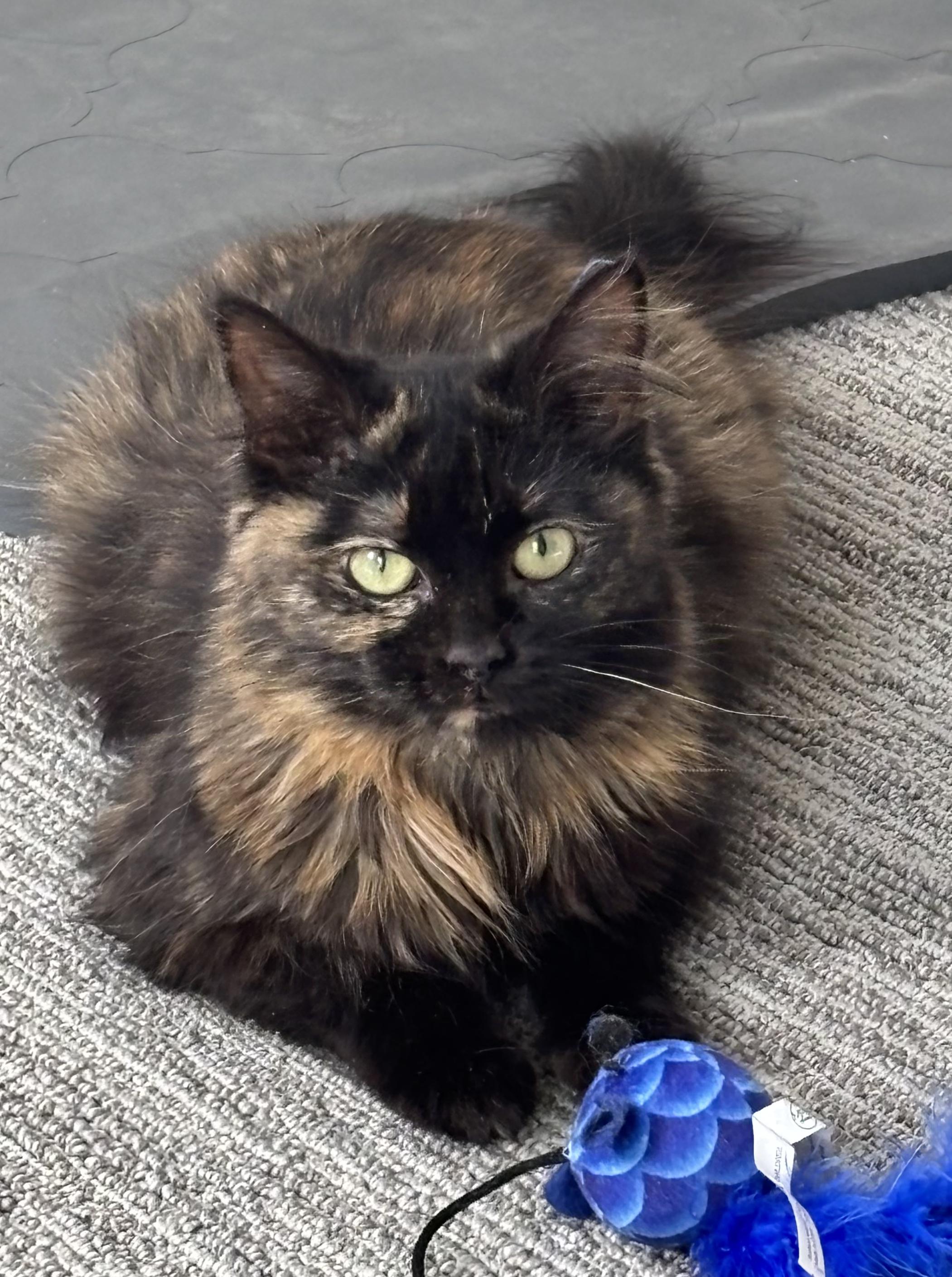 Dior, adopted, Adult Female Domestic Medium Hair.