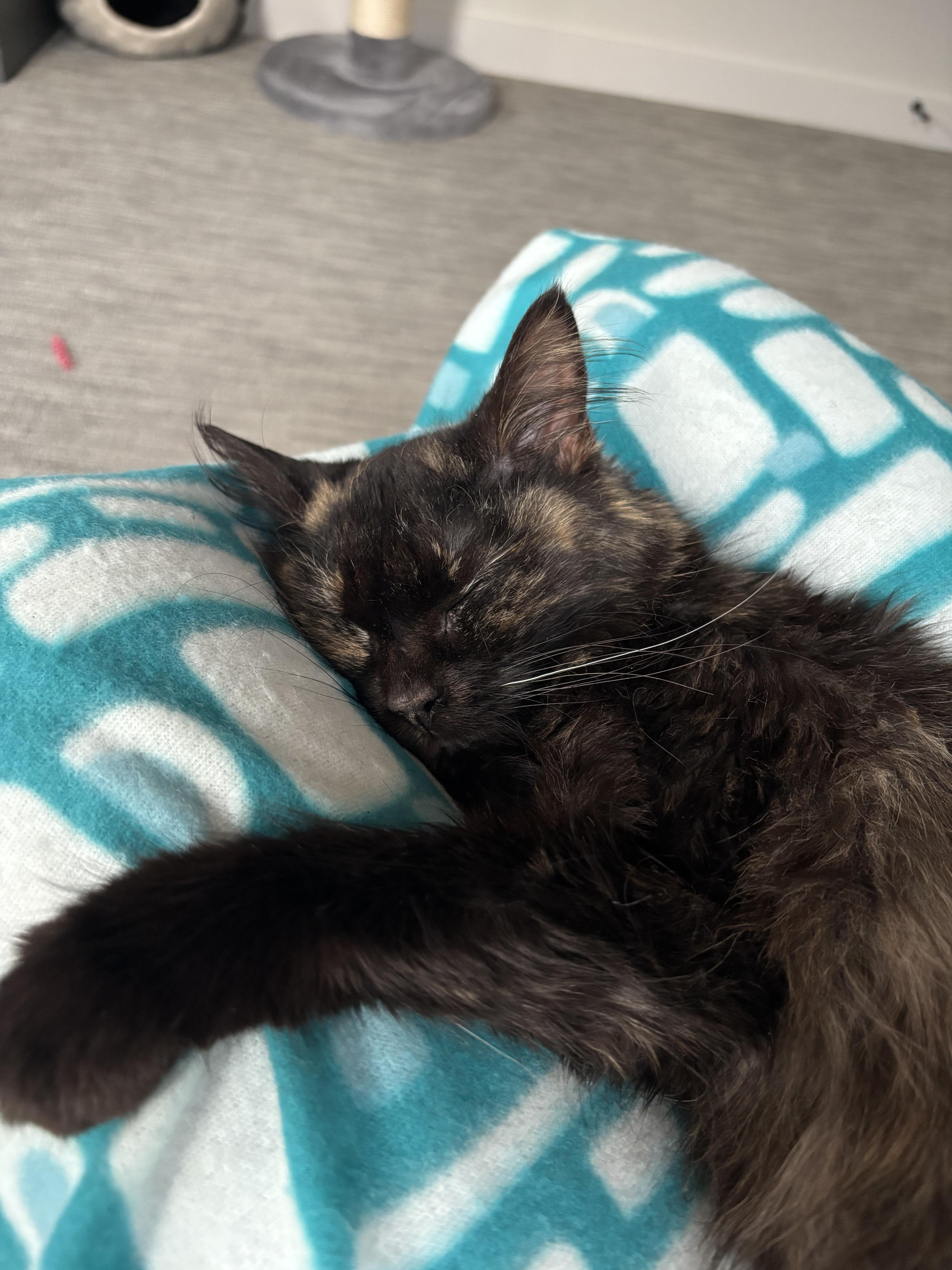 Enlarge Dior, an adopted Domestic Medium Hair in Lakewood, CO image 4/5