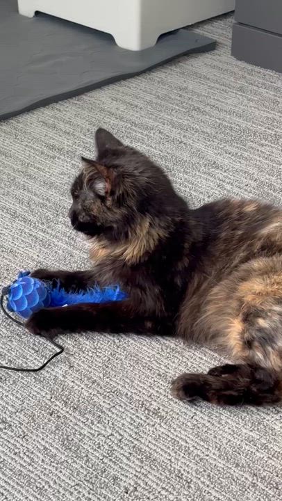 Enlarge Dior, an adopted Domestic Medium Hair in Lakewood, CO video 3/5