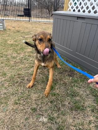 Fettucine — thumbnail 2